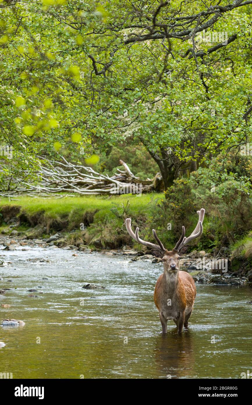 Red Deer stag, Cervus elaphus, adult mature male with large antlers in river scene at Lochranza, Isle of Arran, Scotland Stock Photo