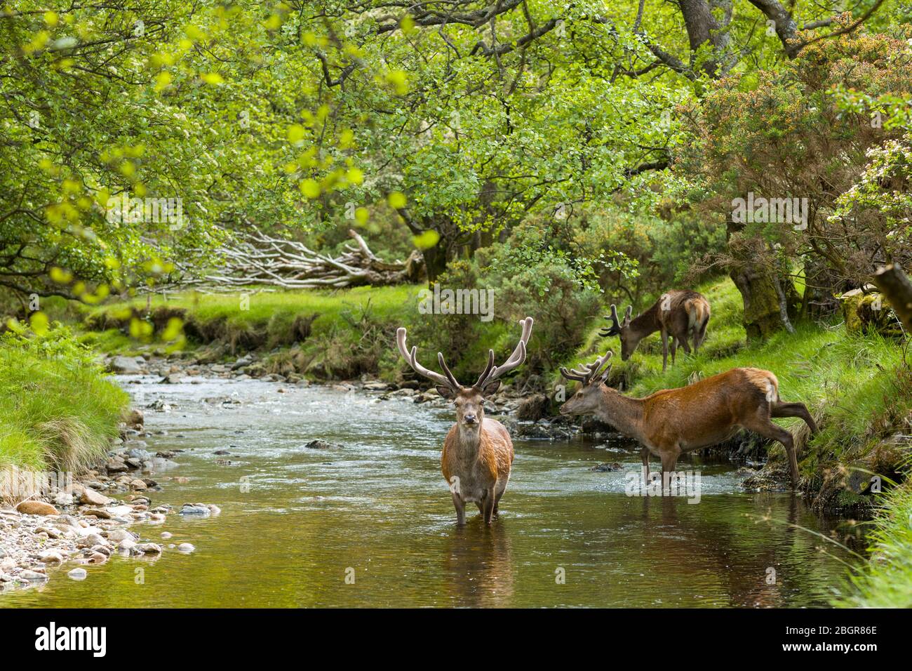 Red Deer stag, Cervus elaphus, adult mature male with large antlers beside young males in river scene at Lochranza, Isle of Arran, Scotland Stock Photo