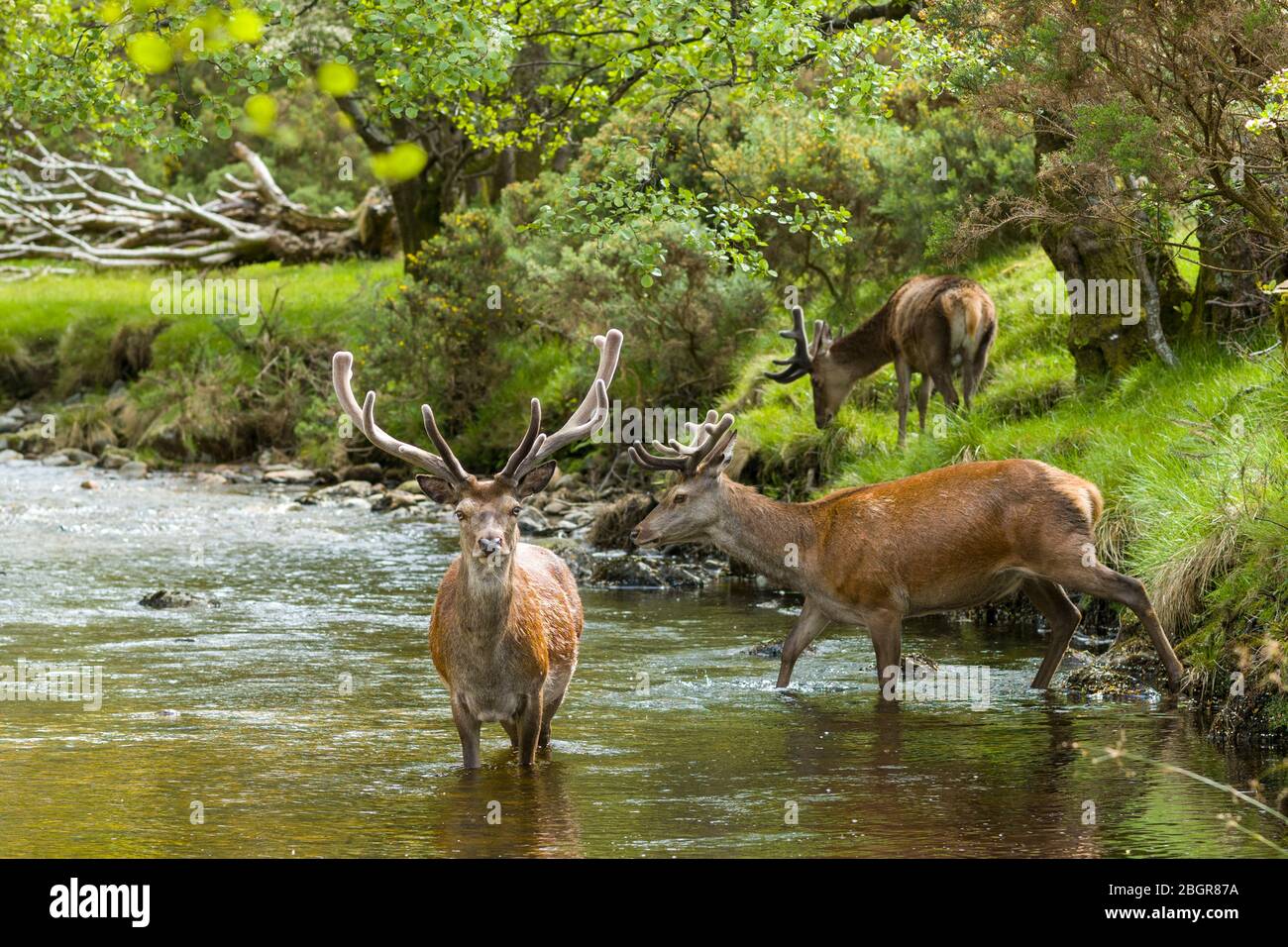 Red Deer stags, Cervus elaphus, with large antlers beside young male in river scene at Lochranza, Isle of Arran, Scotland Stock Photo
