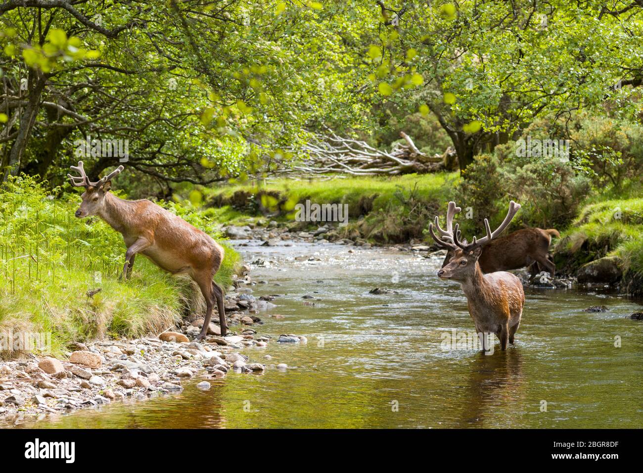 Red Deer stags, Cervus elaphus, with large antlers in river scene beside at Lochranza, Isle of Arran, Scotland Stock Photo
