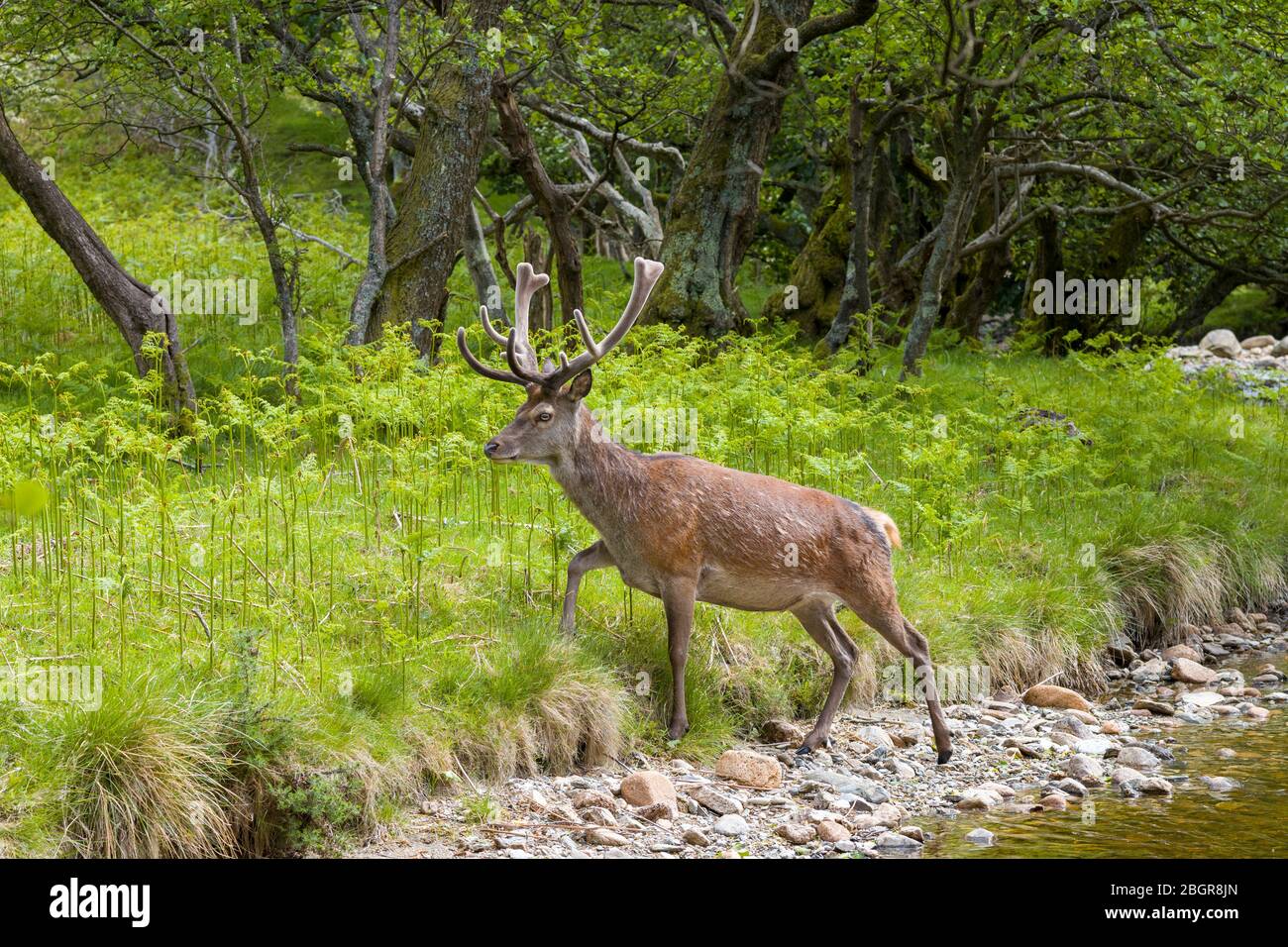 Red deer stag, Cervus elaphus, with velvet type antlers in woodland at Lochranza, Isle of Arran, Scotland Stock Photo