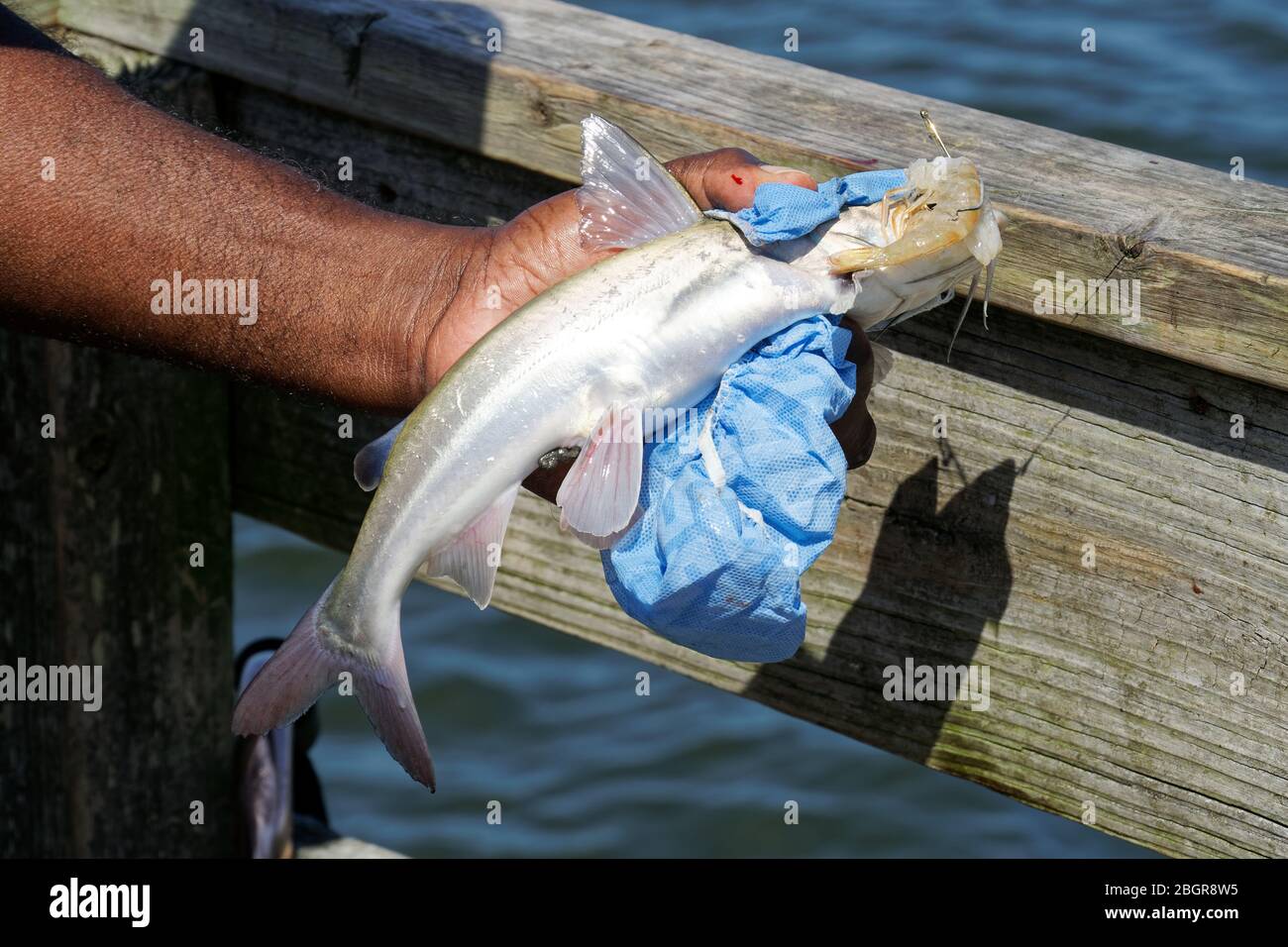 Great Care Is Taken In Handling A Freshly Caught Hardhead Catfish Ariopsis Felis As Its Dorsal And Pectoral Fins Are Razor Sharp And Venomous Stock Photo Alamy