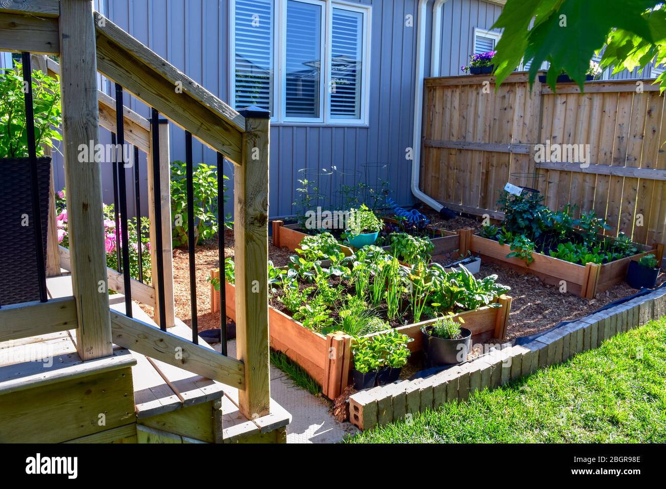 Nothing is fresher than food from your own garden. Planted in spring, this raised backyard garden bed is loaded with a variety of herbs and vegetables Stock Photo