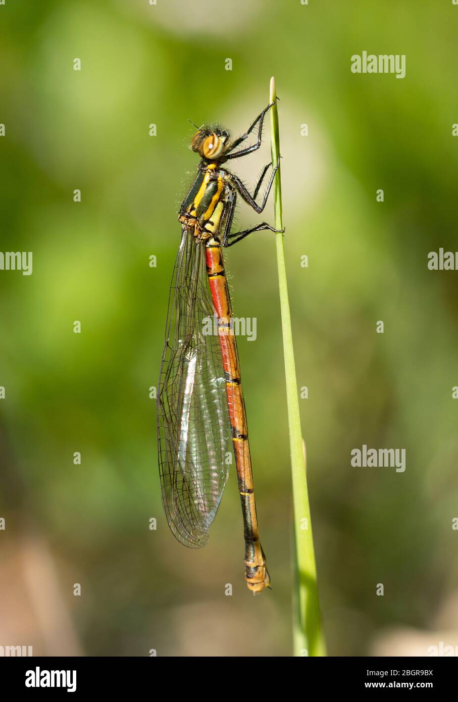 Large red damselfly (Pyrrhosoma nymphula), just emerged from a larva in a garden pond and drying its wings on a reed, Hampshire, UK Stock Photo