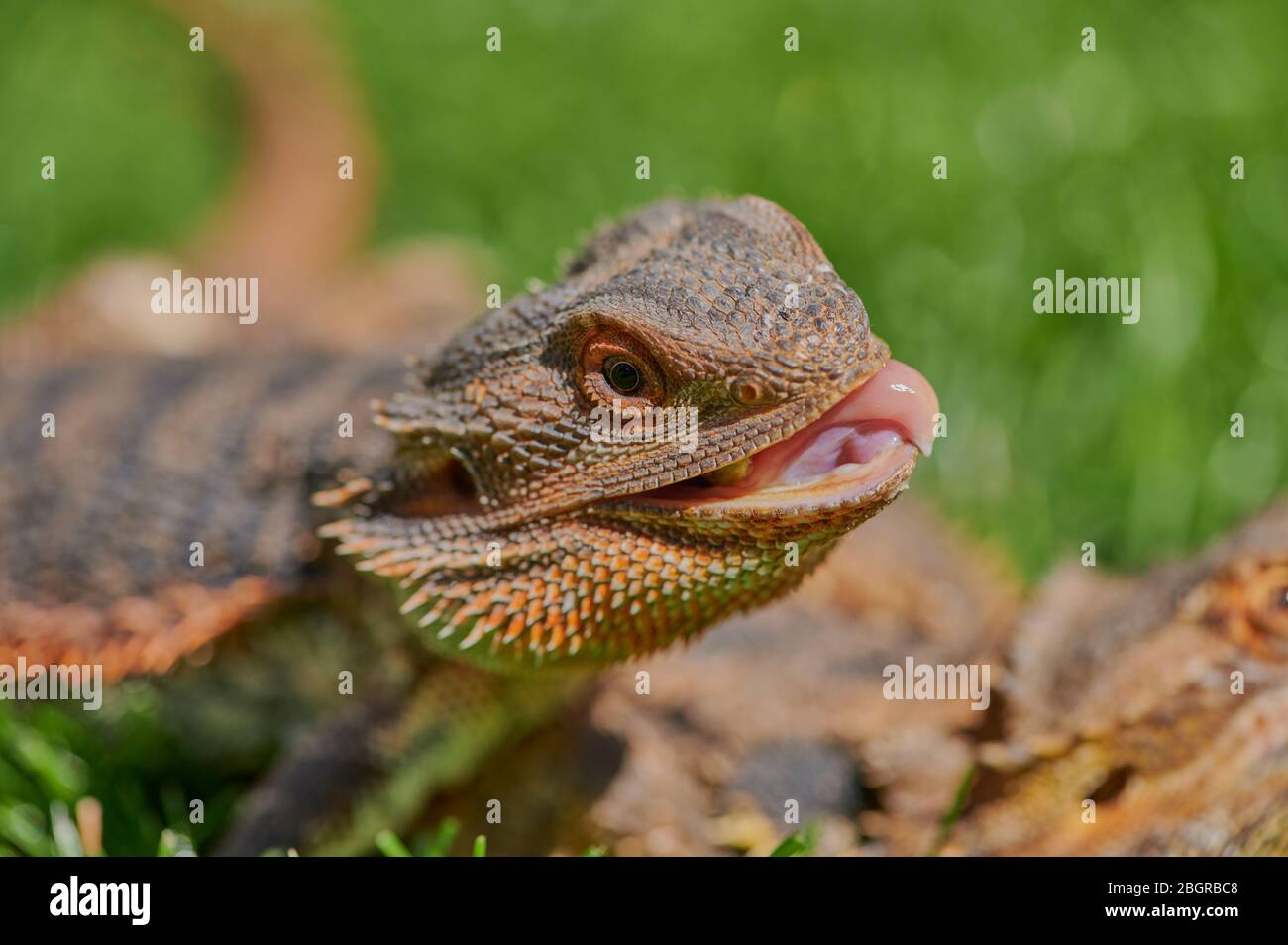 bearded dragon while eating a dandelion flower in the sunshine Stock