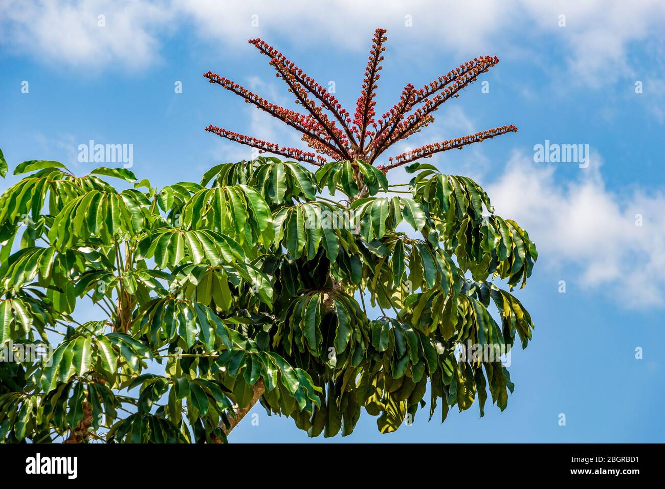 Australia umbrella tree a.k.a. octopus tree (Schefflera actinophylla