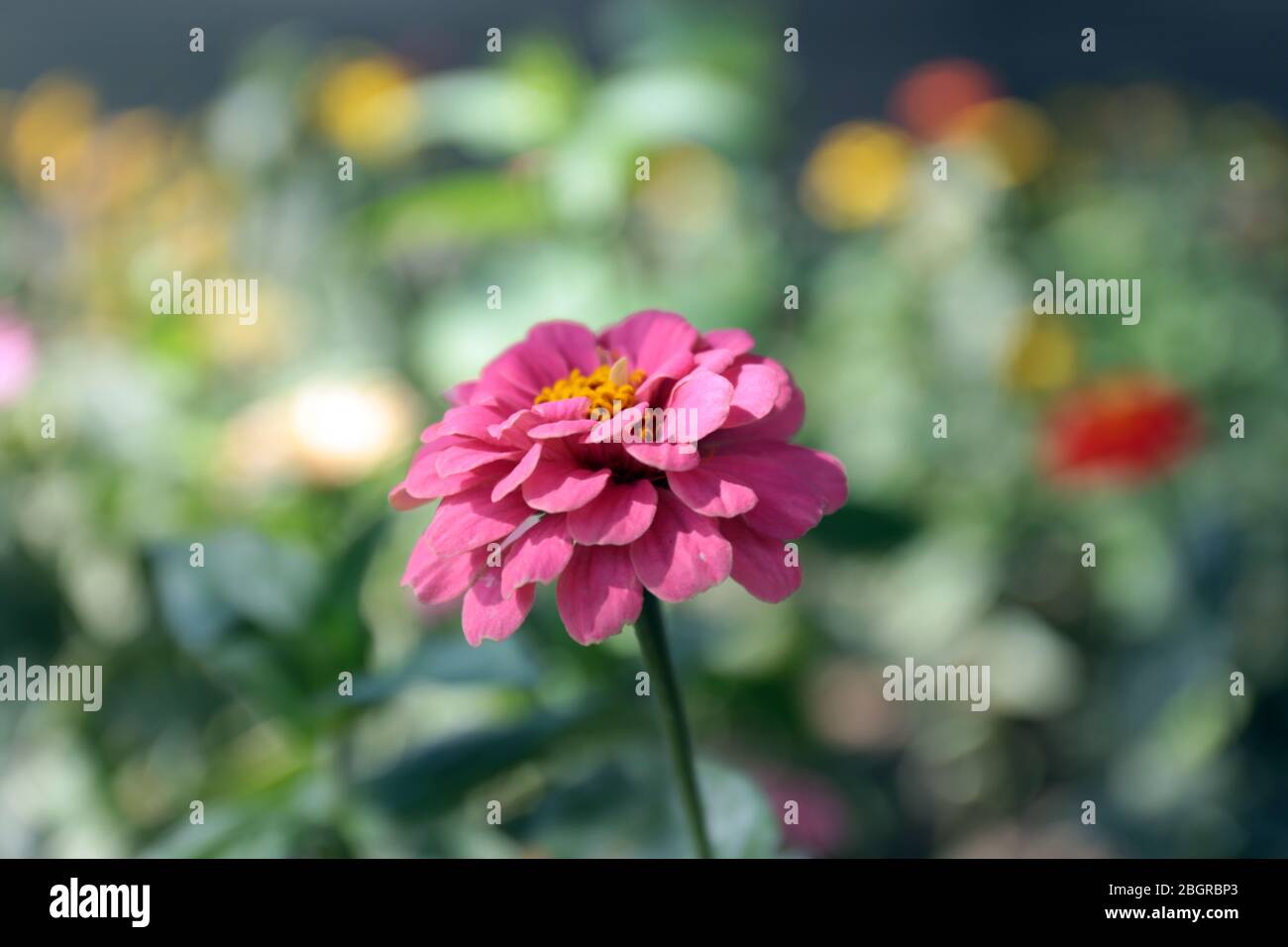 Beautiful flowers in garden Stock Photo