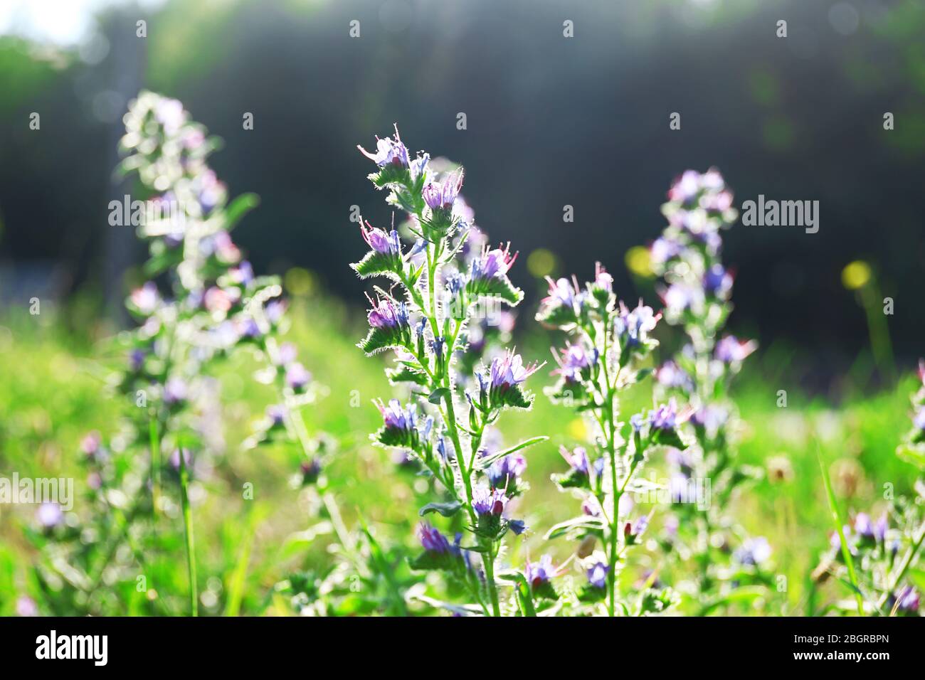 Nature background Stock Photo