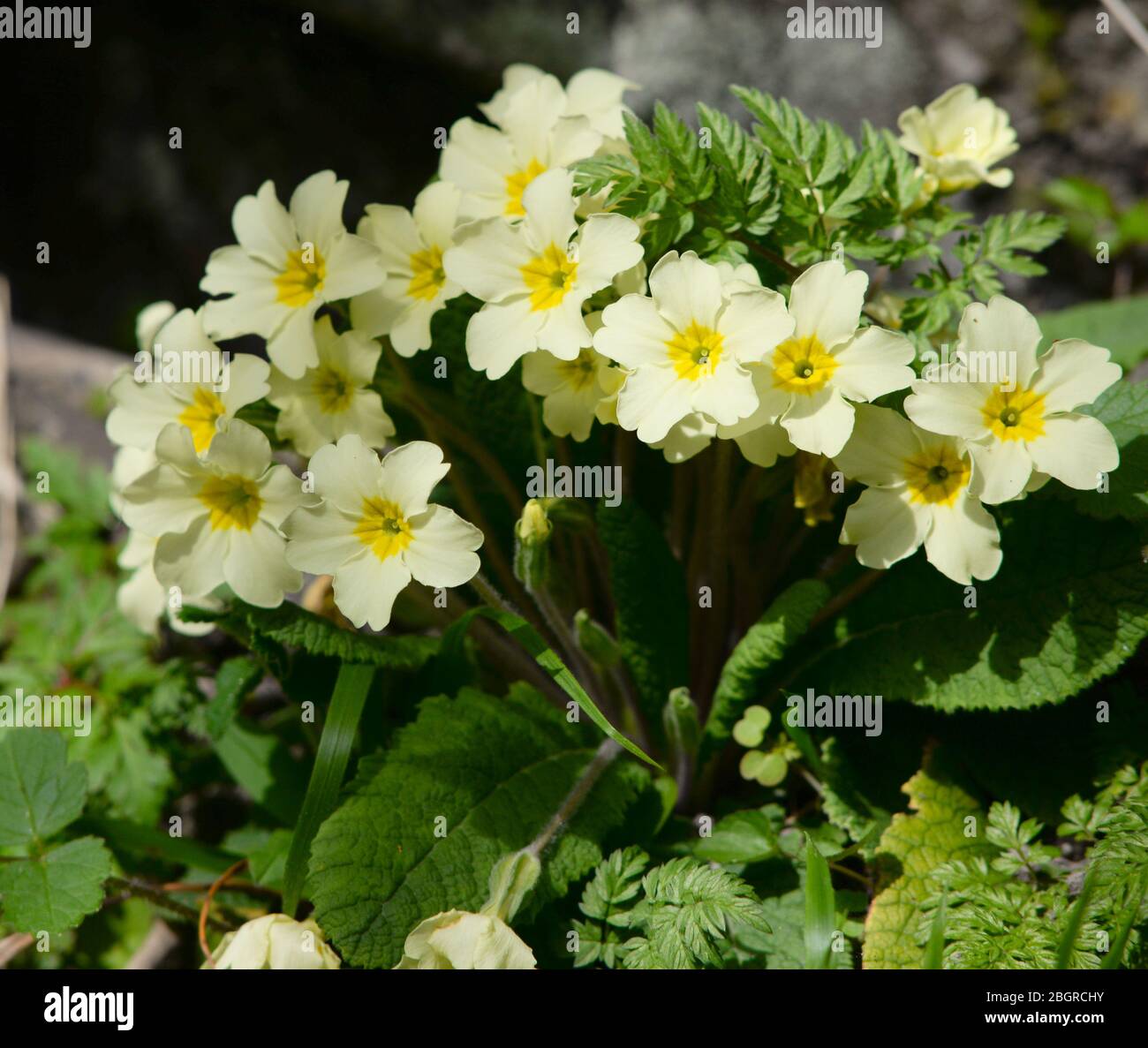 Signs of spring the Primrose Stock Photo