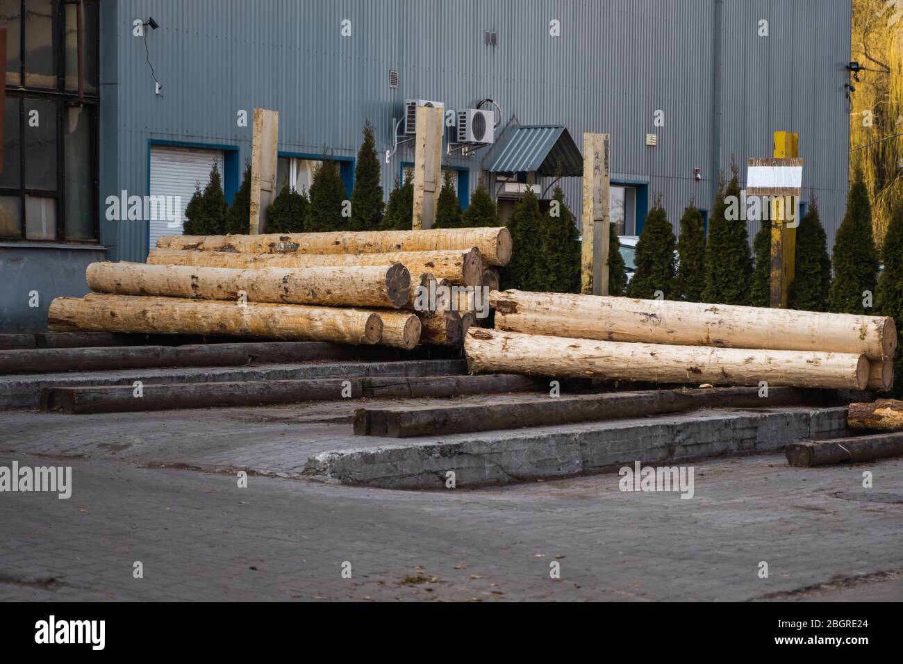 Wooden logs on a sawmill prepared to sawing on a cutting line. Lumber industry. A pile of logs lie on a platform. Processing of timber at the sawmill. Stock Photo