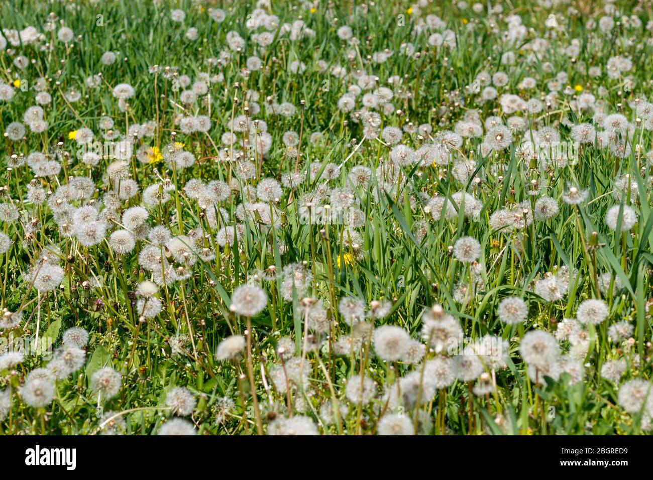 Blossom field soil hi-res stock photography and images - Alamy