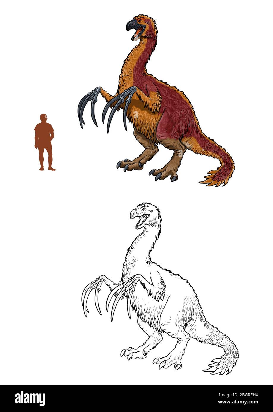 Herbivorous dinosaur - Therizinosaurus. Comparison between dinosaur and human. Dino coloring page. Stock Photo
