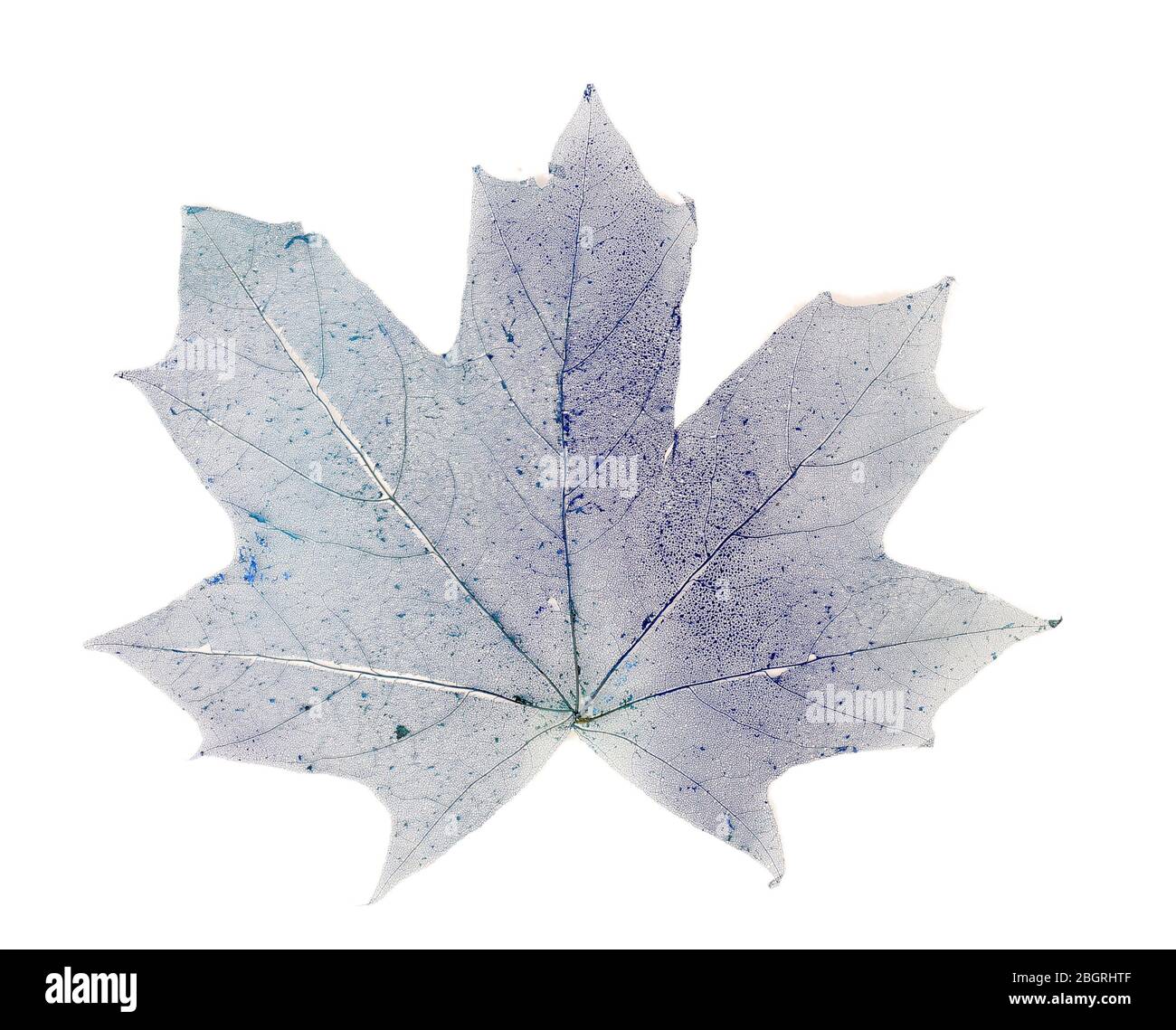 Dry maple leaf on white background isolated Stock Photo - Alamy