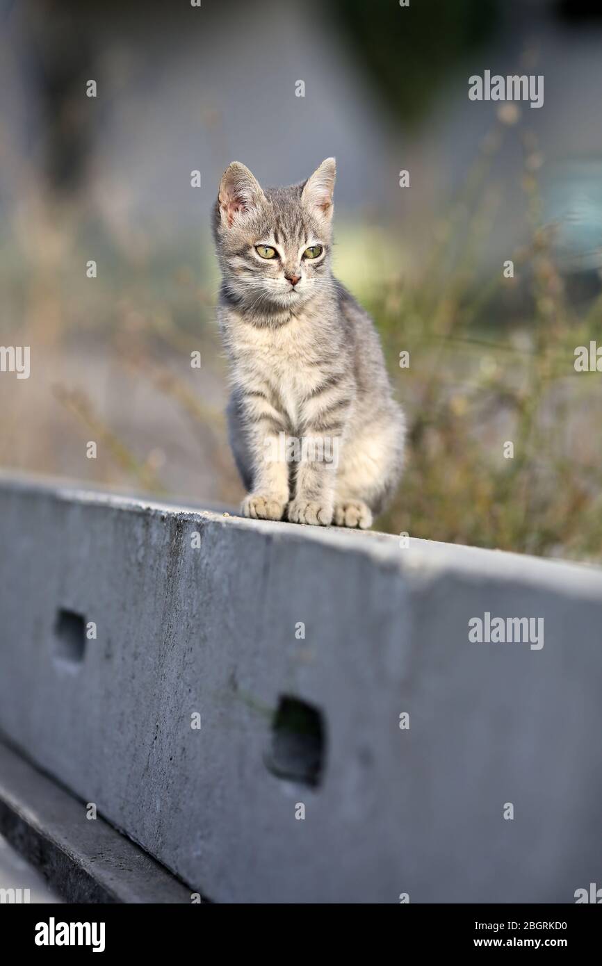 A stray cat heating up sun bathing in a sunny winter morning. Stock Photo