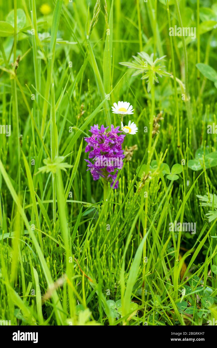 Wild Marsh Orchid, Dactylorhiza incarnata,  among wild grasses in Yorkshire Dales at Smardale Gill, England Stock Photo