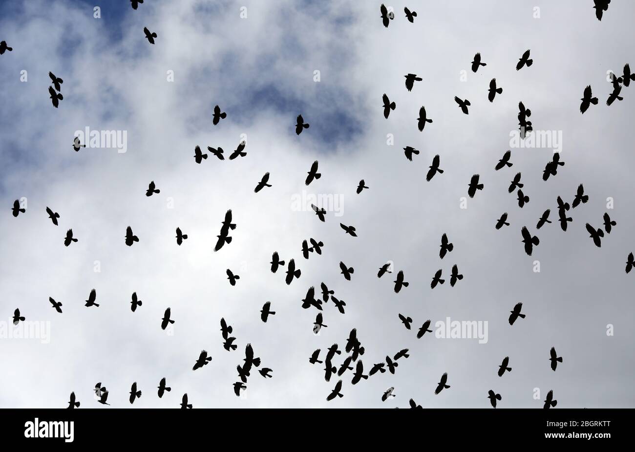 A flock of crows (or murder) against a cloud Stock Photo
