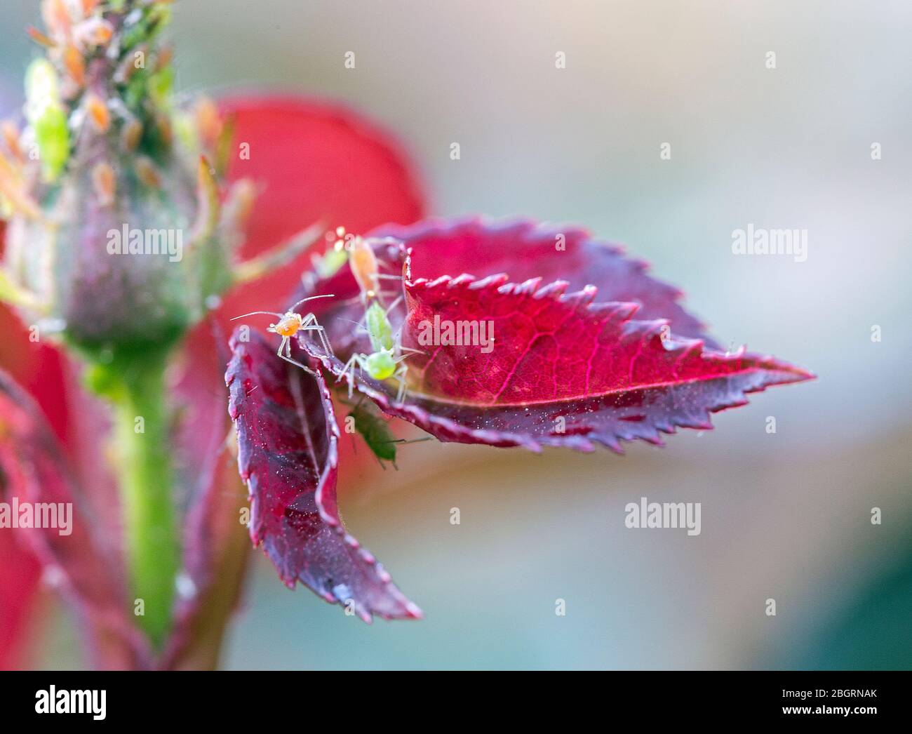 Macro shot of a very badly aphid infested rose Stock Photo - Alamy