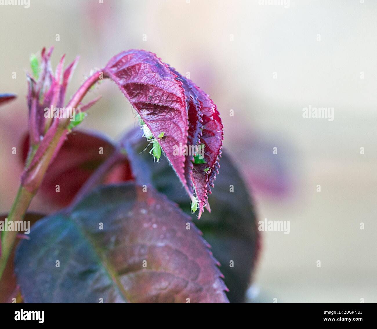 Macro shot of a very badly aphid infested rose Stock Photo - Alamy
