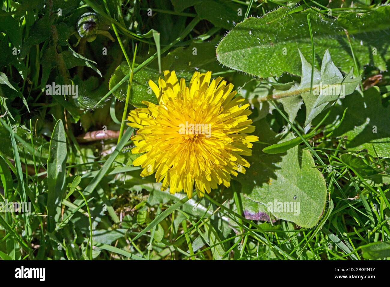Stubborn Grass Flower — Steemit