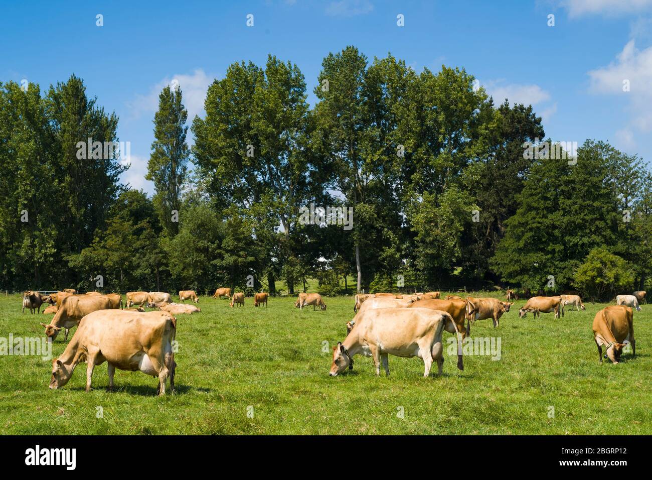 Traditional light brown colour dairy herd of Jersey cattle grazing in meadow, Jersey, Channel Isles Stock Photo