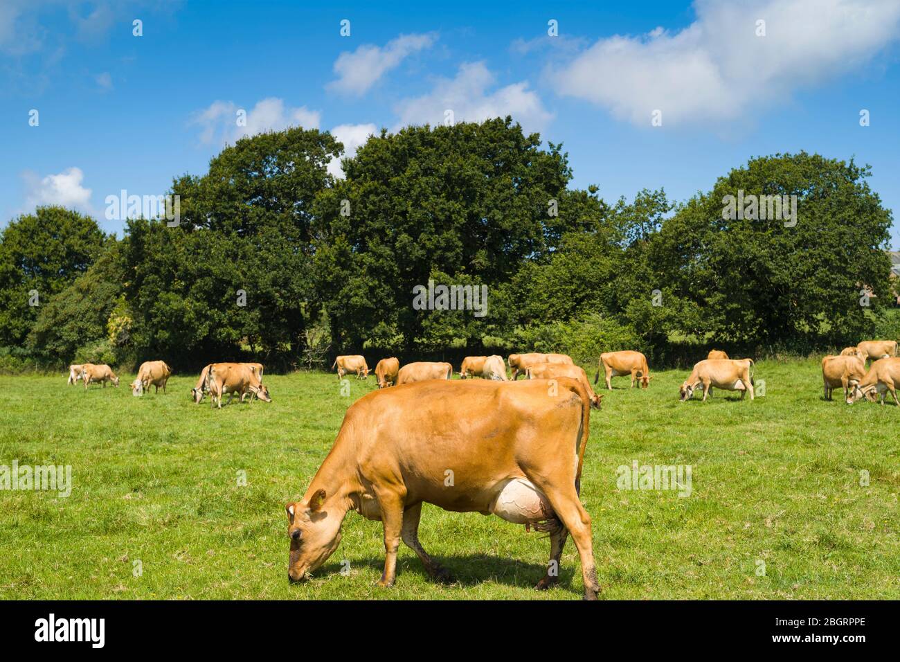 Cattle islands hi-res stock photography and images - Alamy