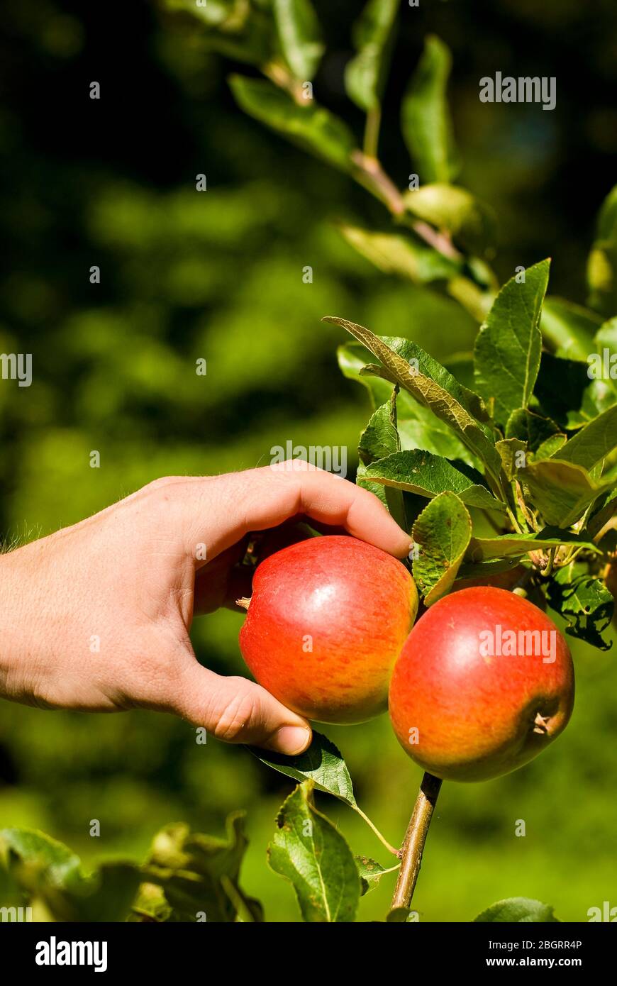 Ripen from the tree hi-res stock photography and images - Alamy