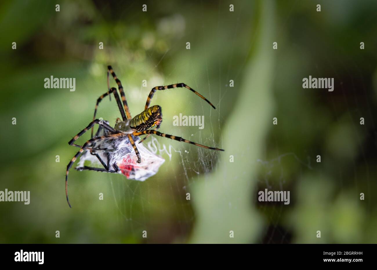 A black and yellow orb-weaver spider spins a web around its current victim - a spotted lanternfly Stock Photo