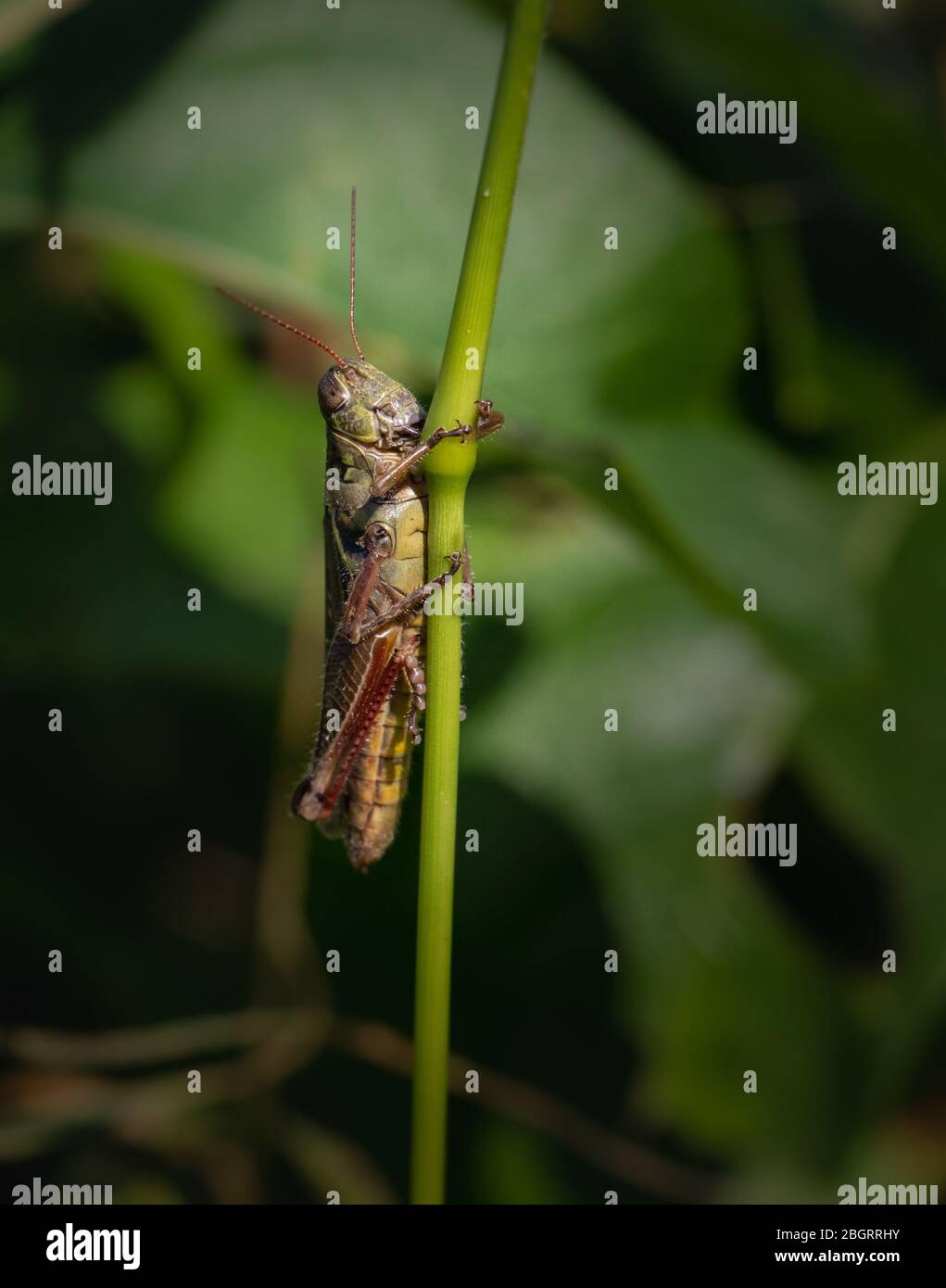 A grasshopper holds on to a thin reed in a Pennsylvania meadow Stock ...