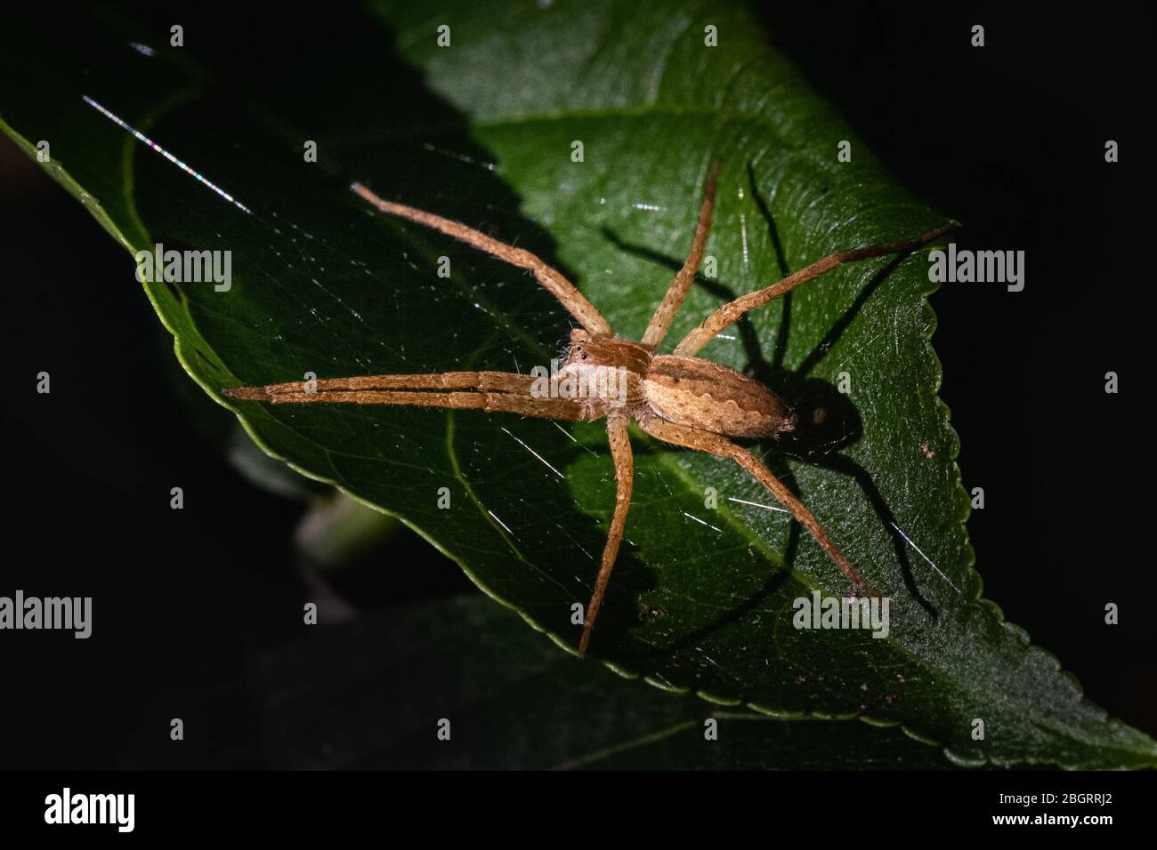 A raft water spider clings to a broad green leaf outside its comfort zone in a Pennsylvania meadow Stock Photo