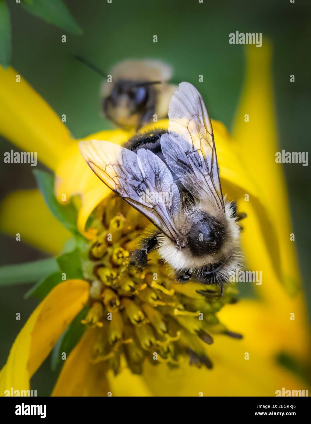 A bumble bee on a yellow daisy in a summertime meadow in eastern Pennsylvania Stock Photo