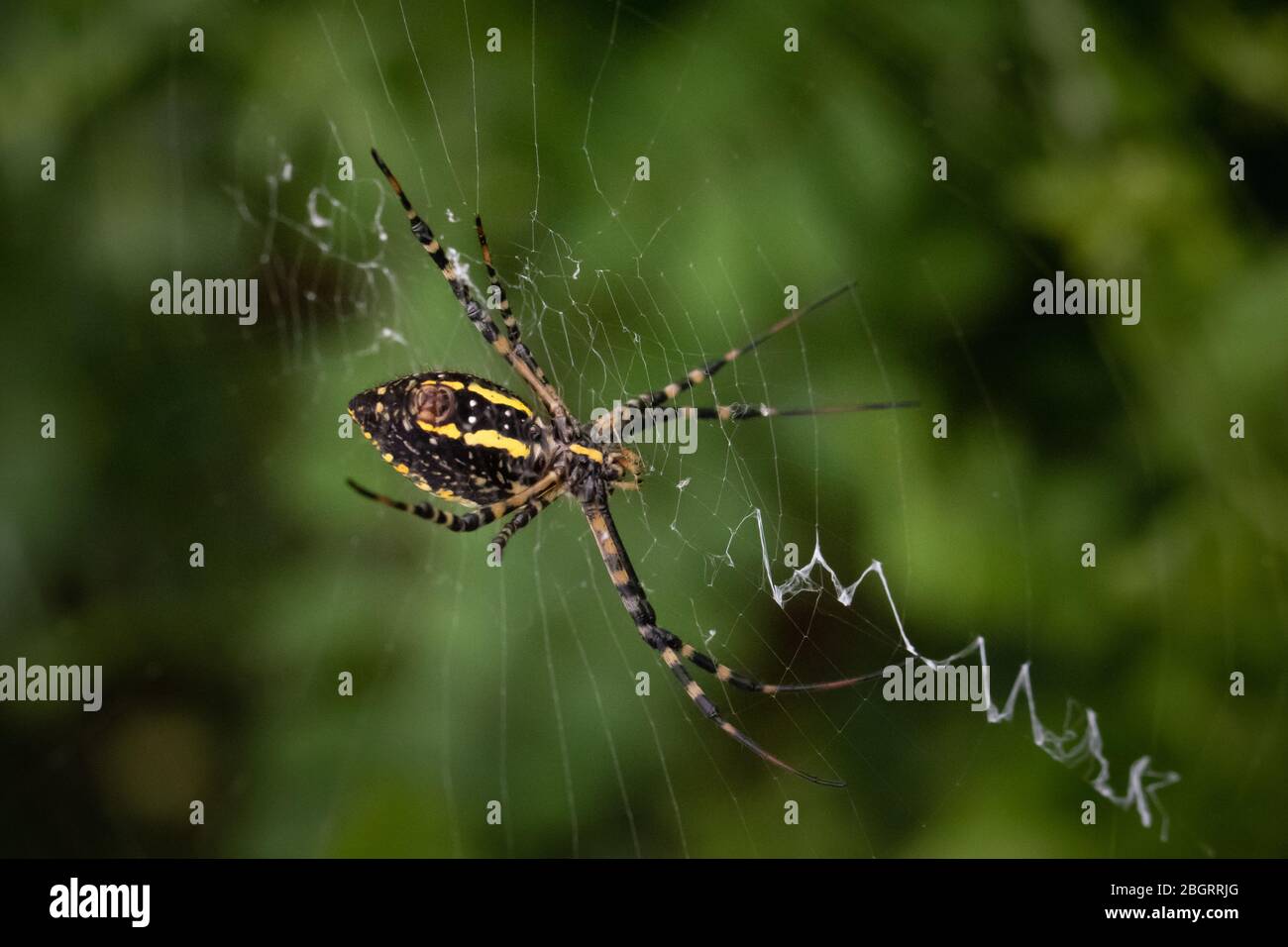 An orb-weaver spider moves across its silken trap against a blurred green background Stock Photo