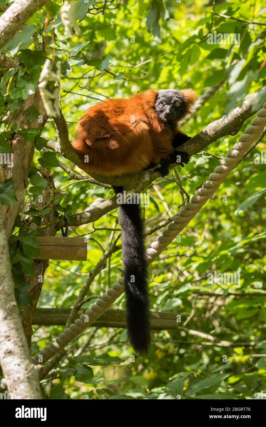 Red Ruffed Lemur from Madagascar, Varecia rubra, endangered species climbing tree in rainforest type habitat at Jersey Zoo - Durrell Wildlife Conserva Stock Photo