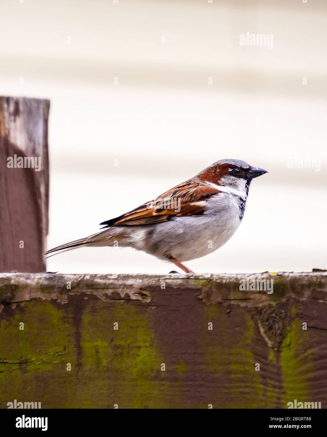 Male house sparrow with a side view.  Perched on a brown fence.  Background blurry. Stock Photo