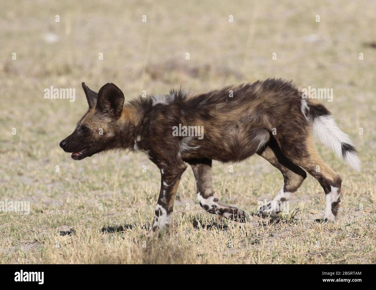 Botswana Painted dogs Stock Photo