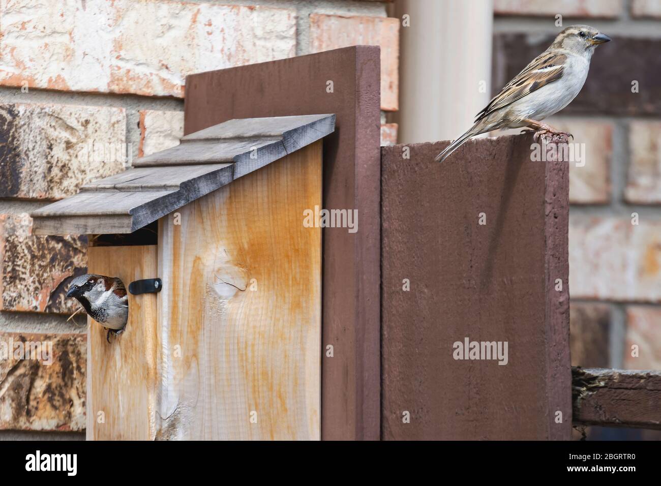Two house sparrows guarding a nesting box.  Male sparrow sitting in the  wood house with the female sitting above on the fence. Stock Photo