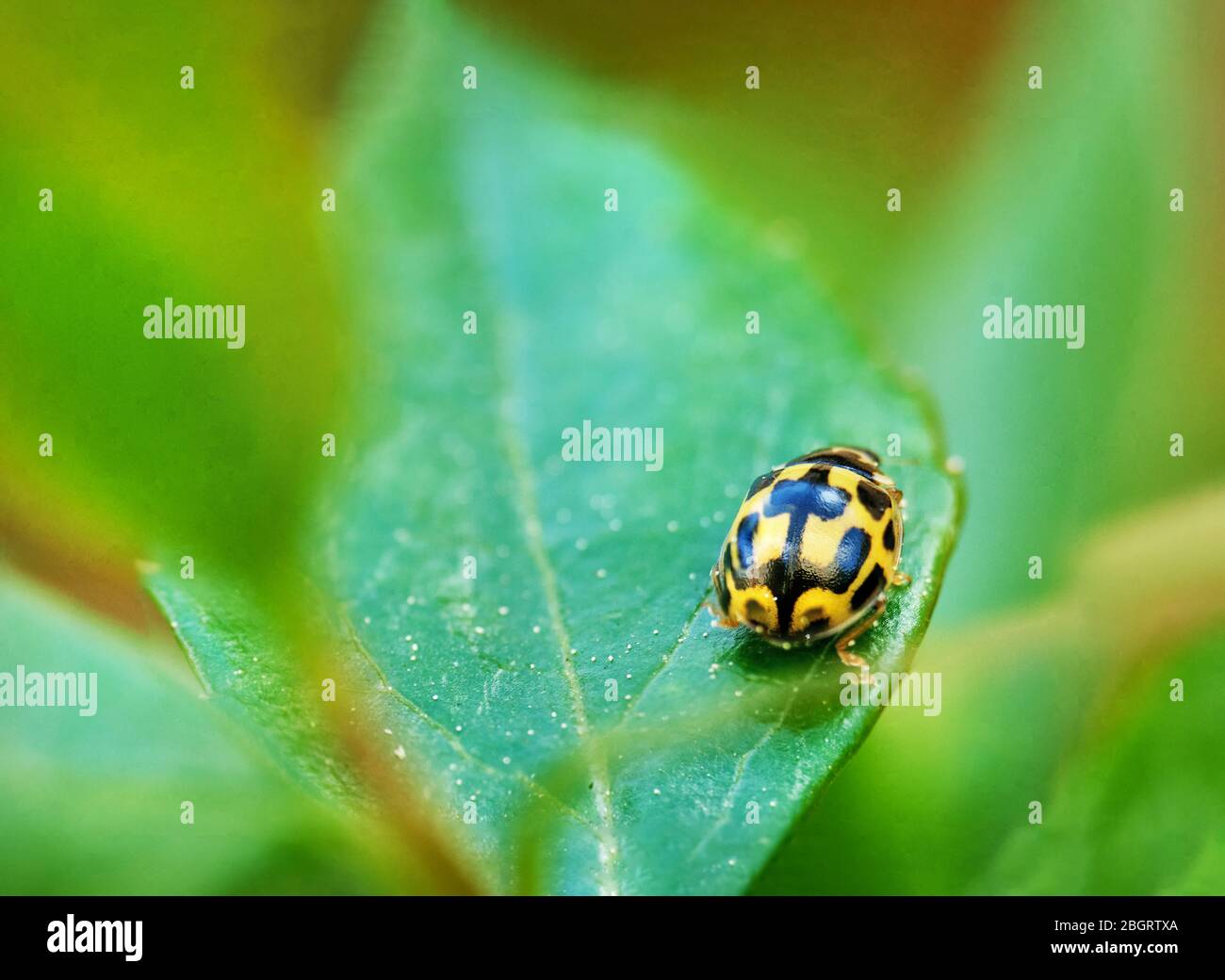 Ladybug yellow hires stock photography and images Alamy