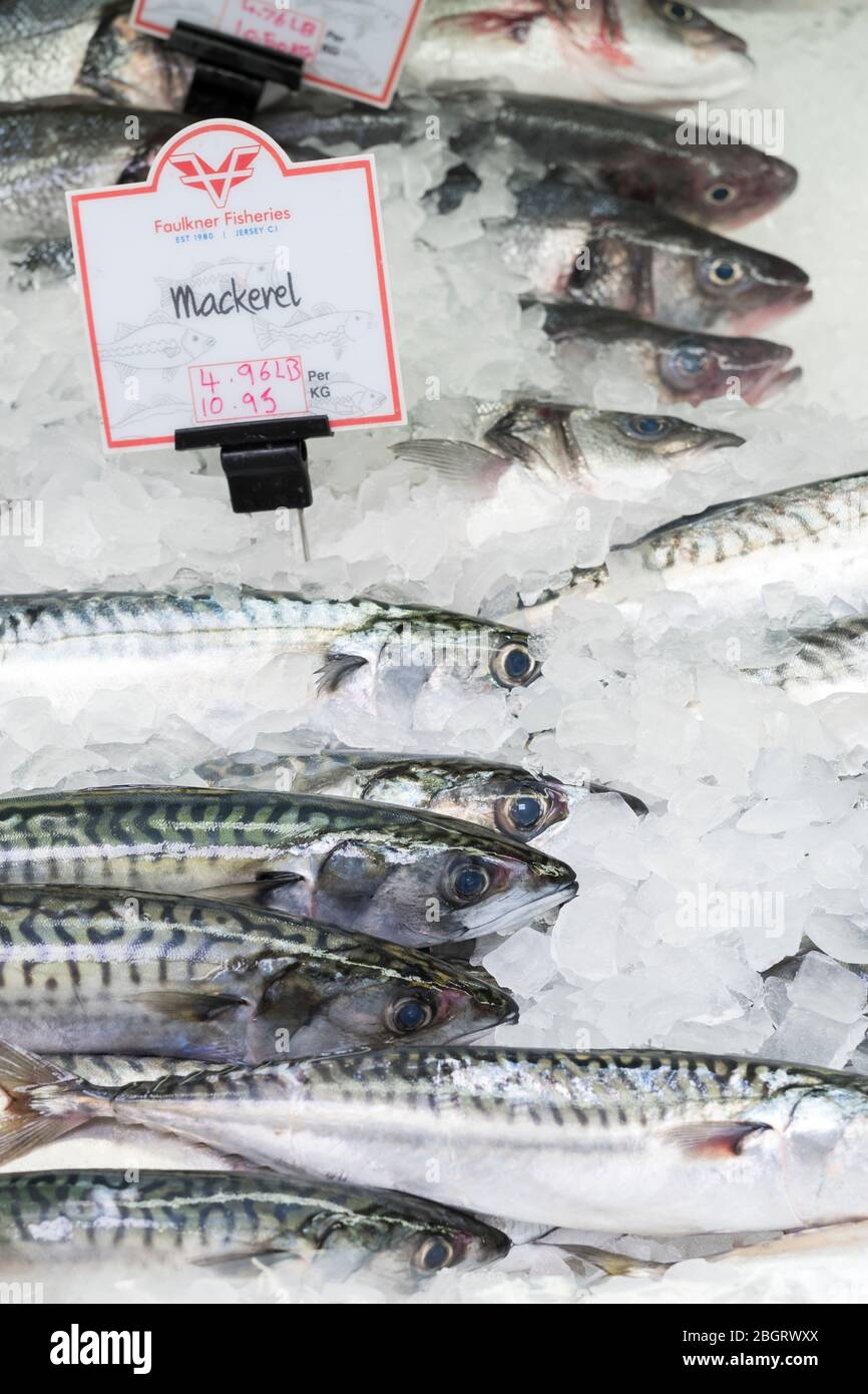 Fresh Mackerel, Scomber scombrus, on sale at St Helier Fish Market in Jersey, Channel Isles Stock Photo