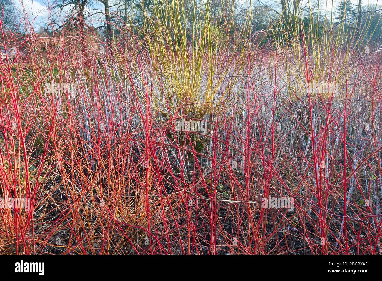Vivid Midwinter Fire (Cornus sanguinea) stems on a cool Winter’s day. Stock Photo