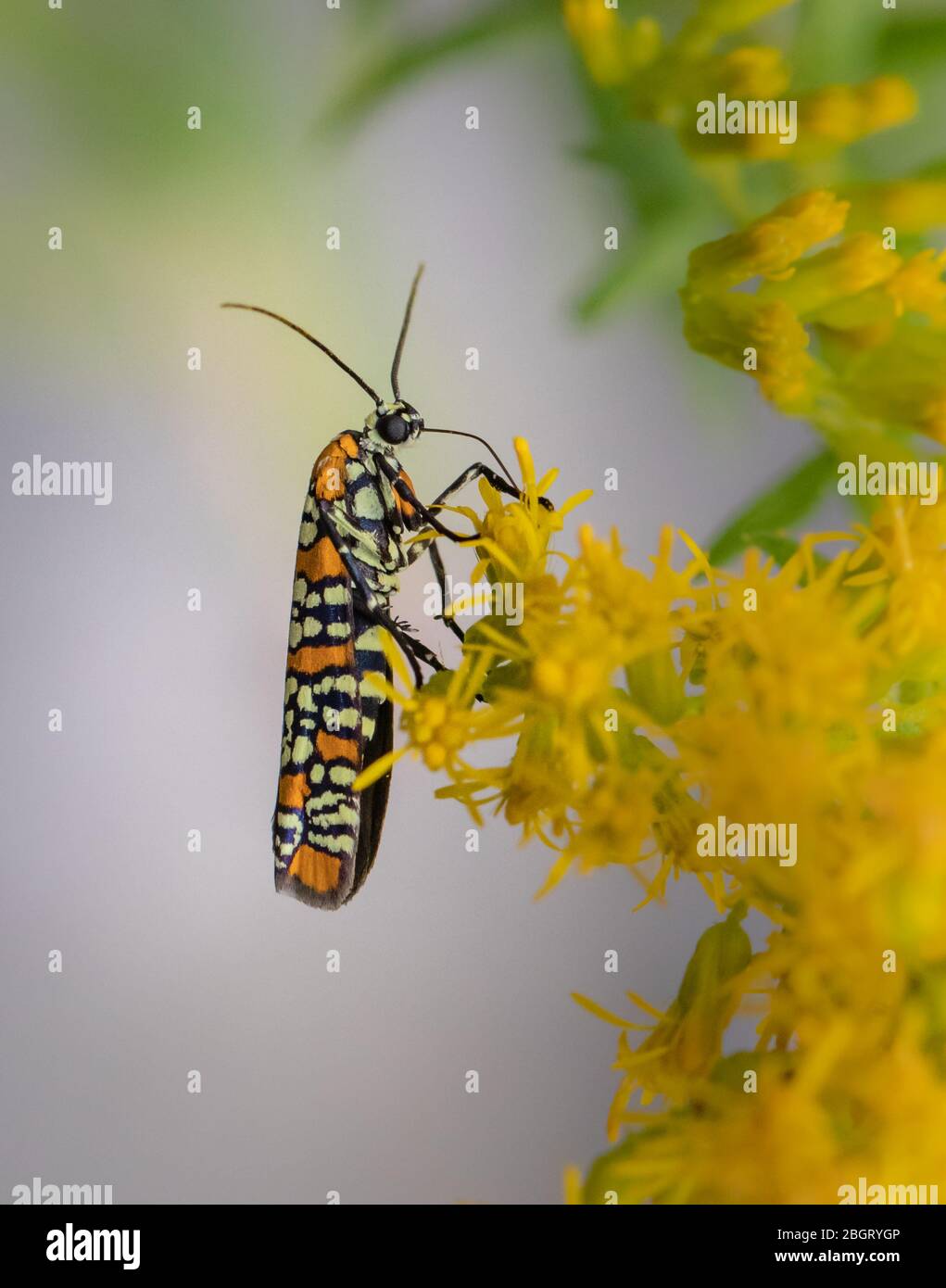 Orange and black moth hi-res stock photography and images - Alamy