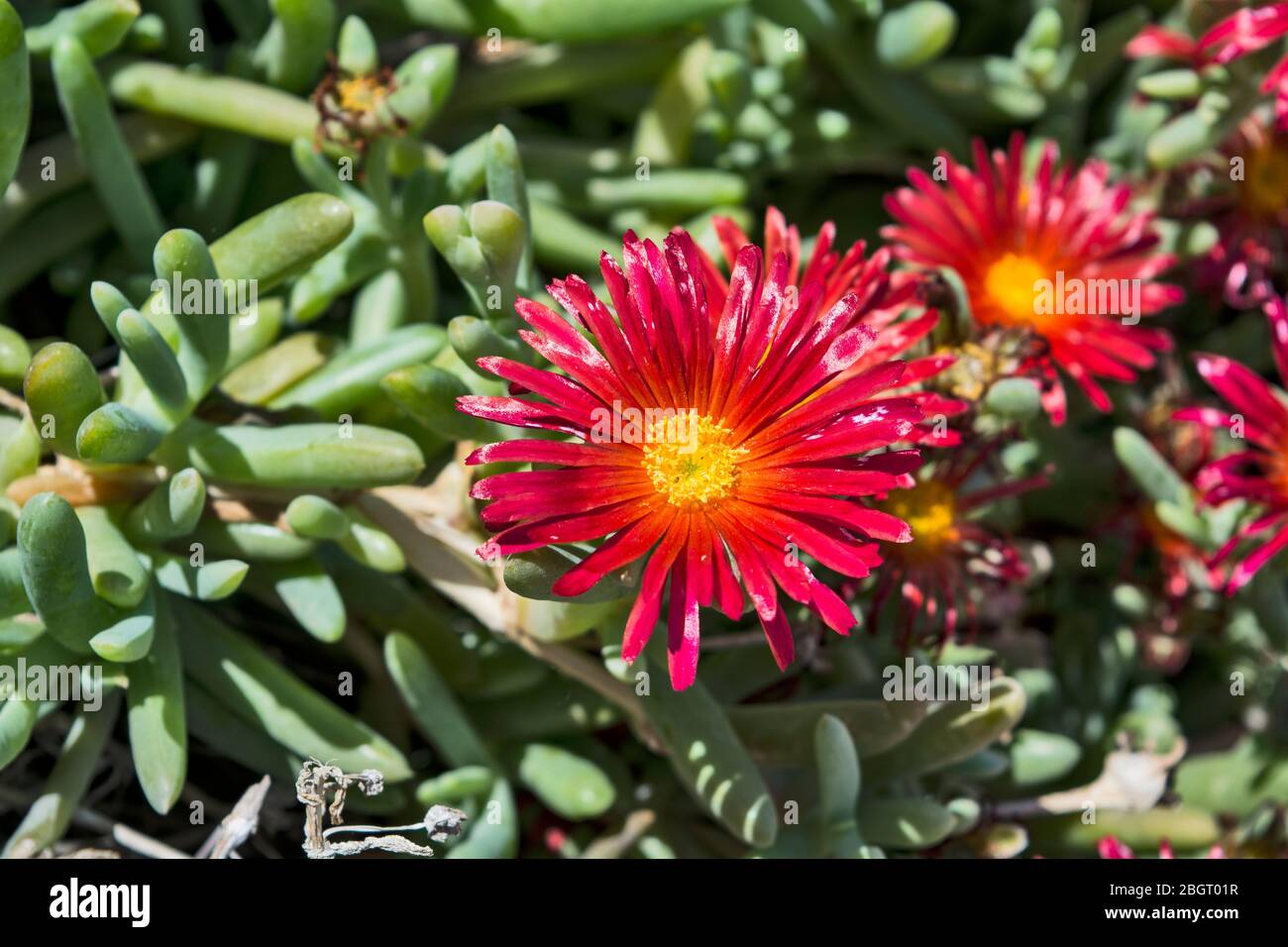 Beautiful cactus plant of the genus Delosperma bloom in defying the scorching summer sun. Stock Photo
