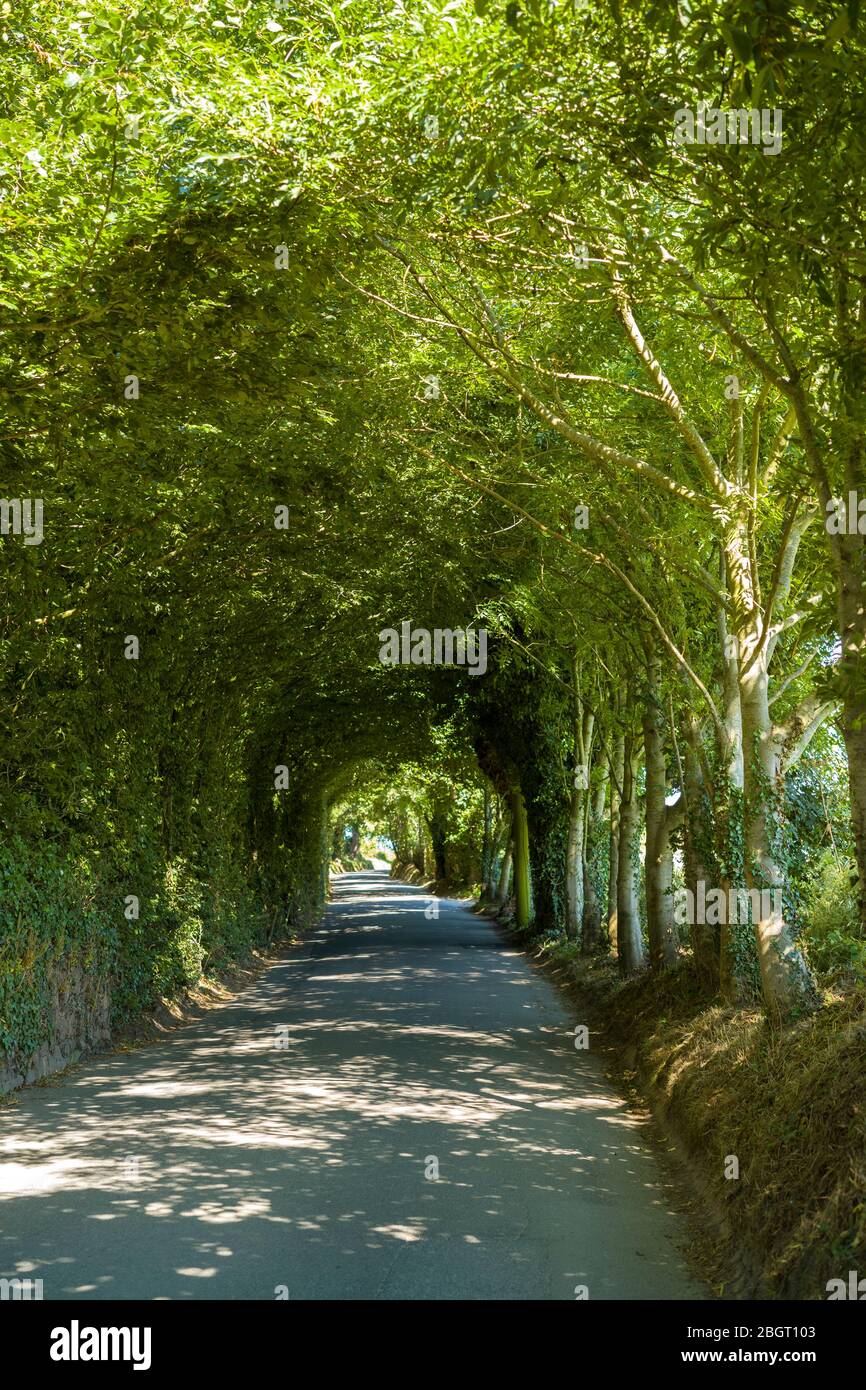 Mysterious tree covered lane by Rozel in St Martin region of Jersey, Channel Isles Stock Photo