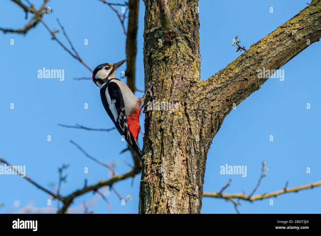 Great spotted woodpecker (Dendrocopos major) in its natural habitat