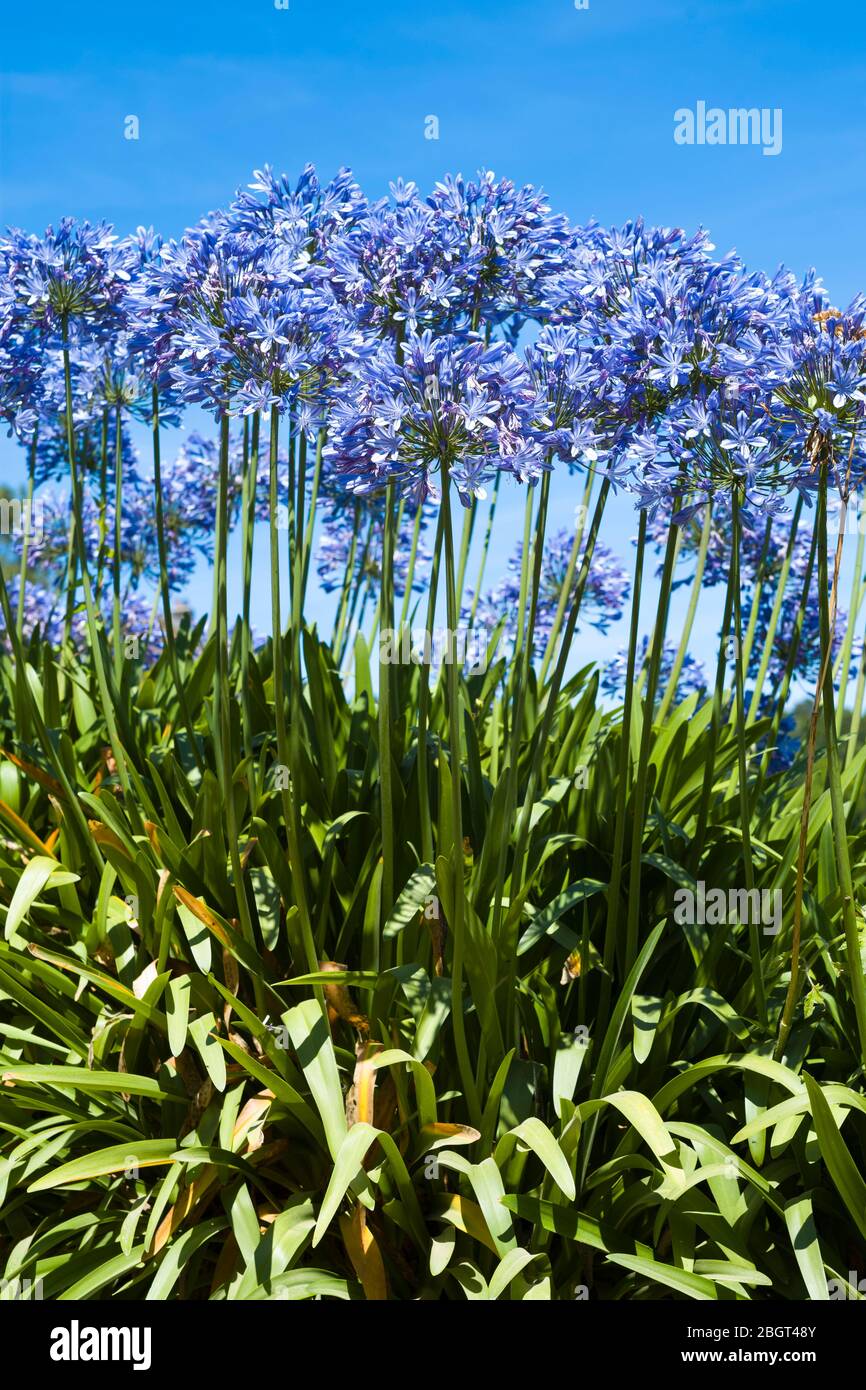 Agapanthus or Lily of the Nile, popular flowers growing in Jersey