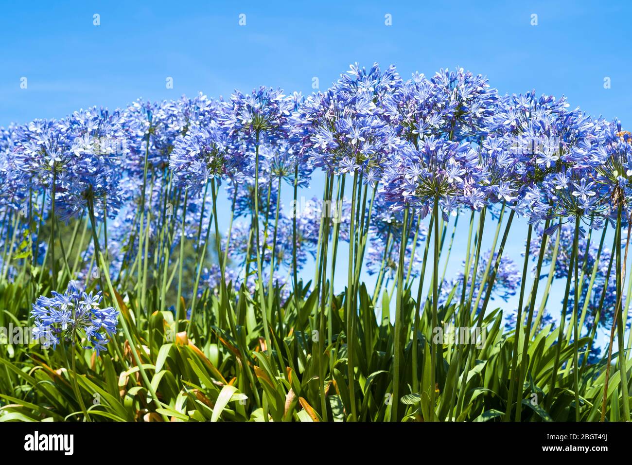 Agapanthus or Lily of the Nile, popular flowers growing in Jersey
