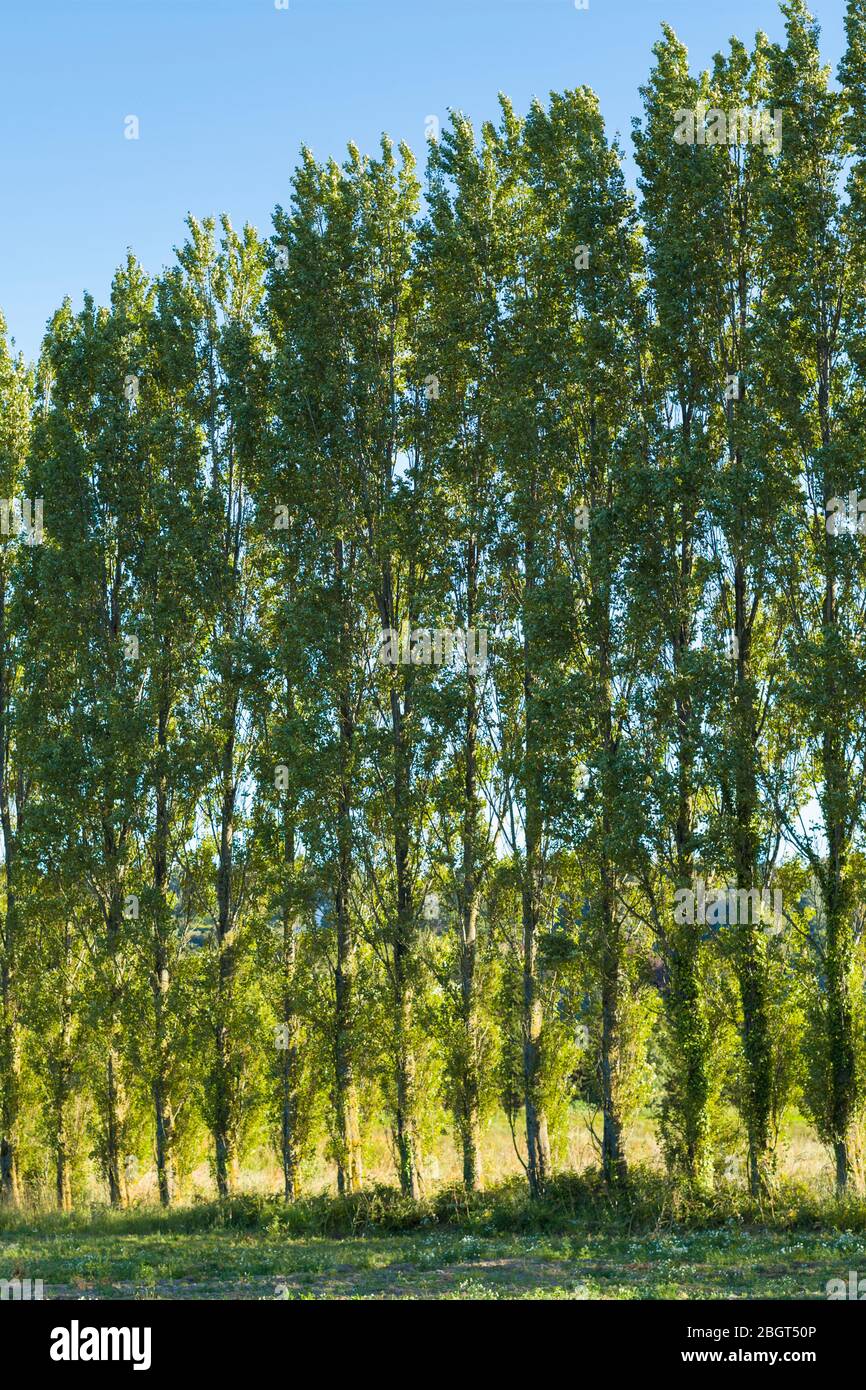 Line of tall Poplar, Populus,  trees in Jersey, Channel Isles Stock Photo