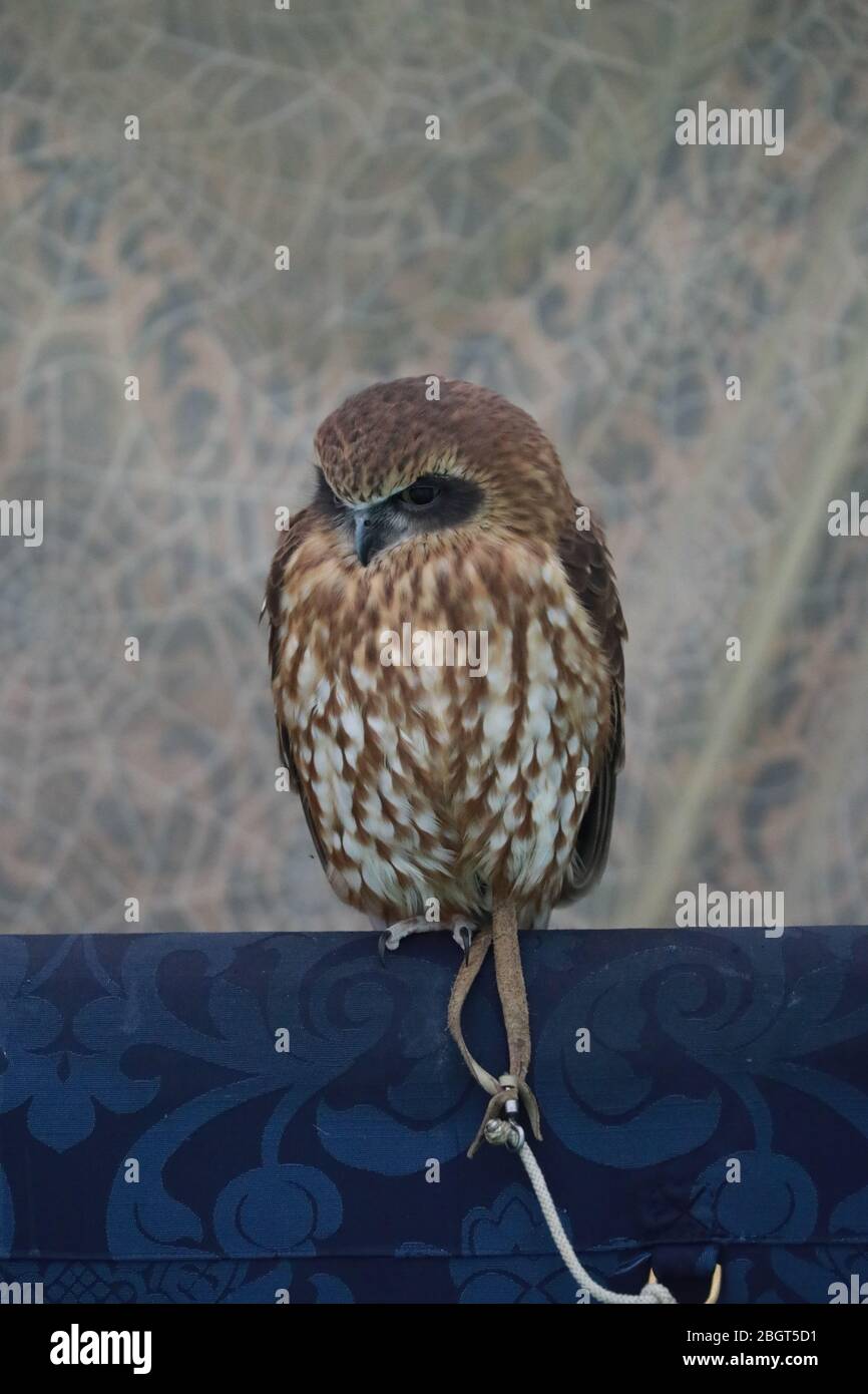 Bird of prey resting Stock Photo