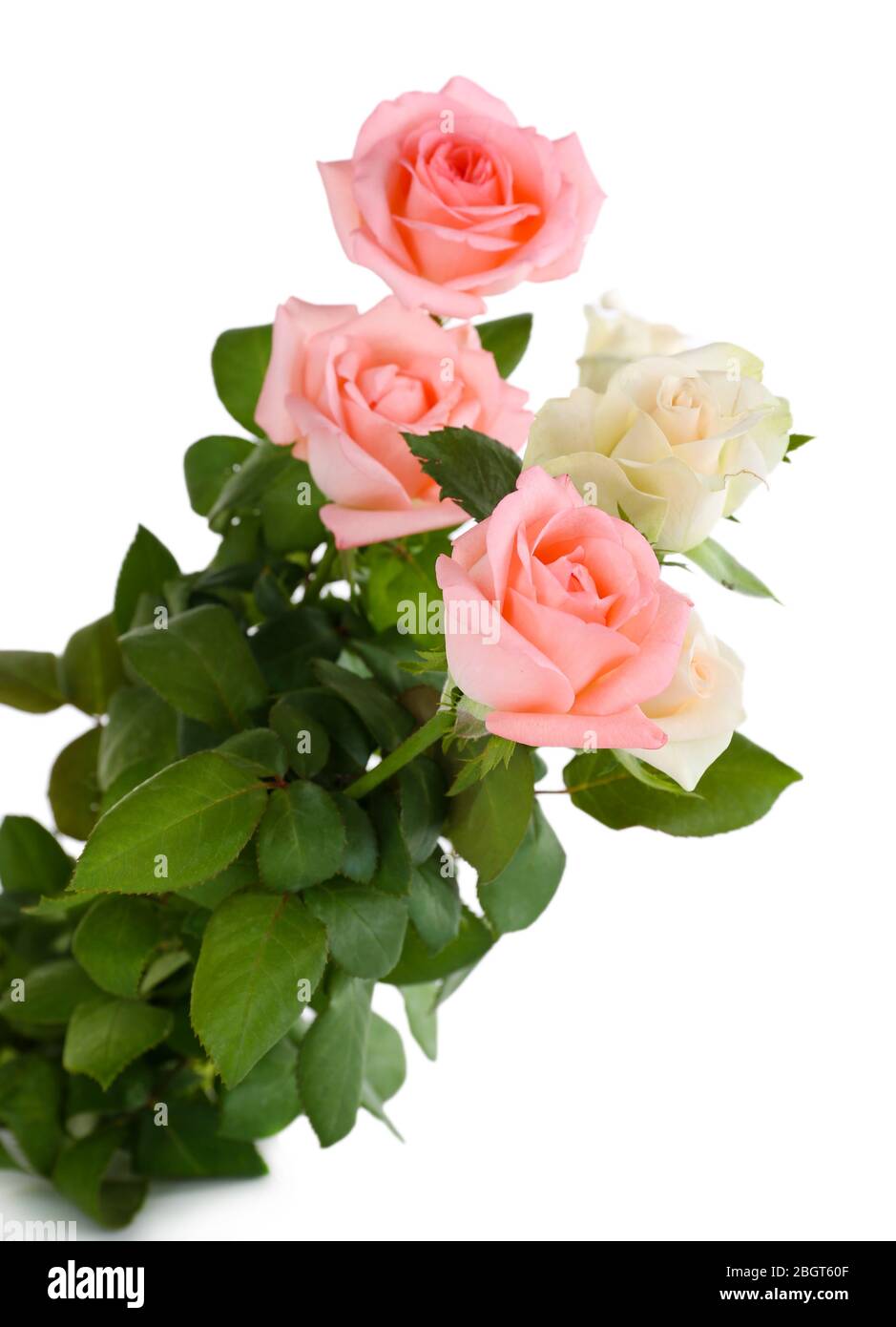 beautiful roses, isolated on white Stock Photo - Alamy