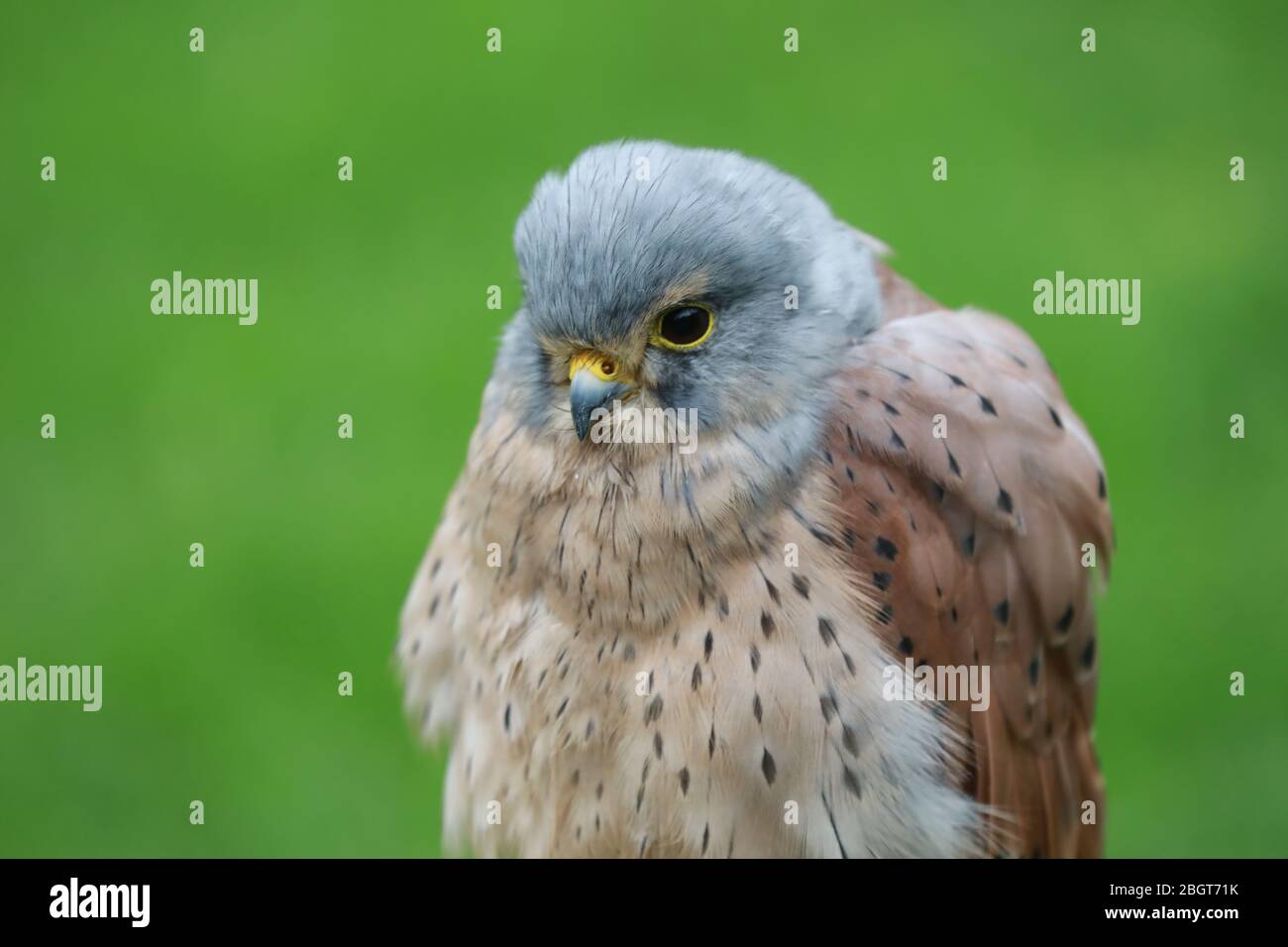 Bird of prey resting Stock Photo