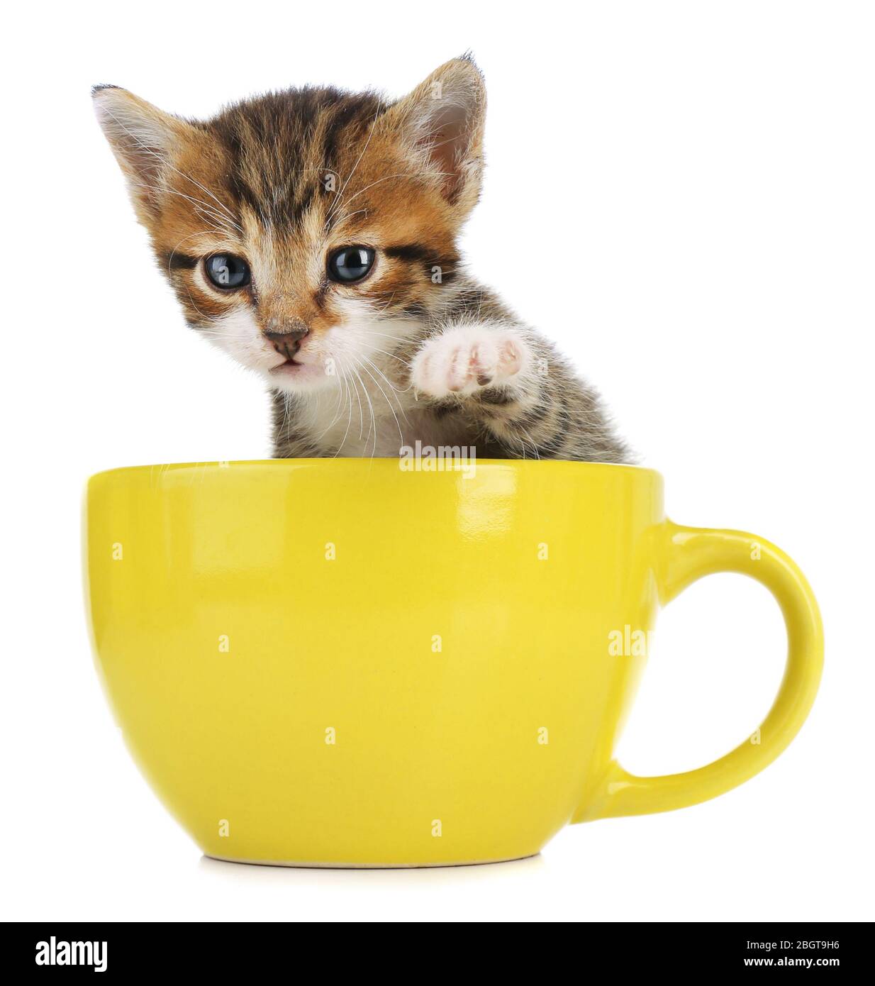 Cute little kitten in cup isolated on white Stock Photo Alamy