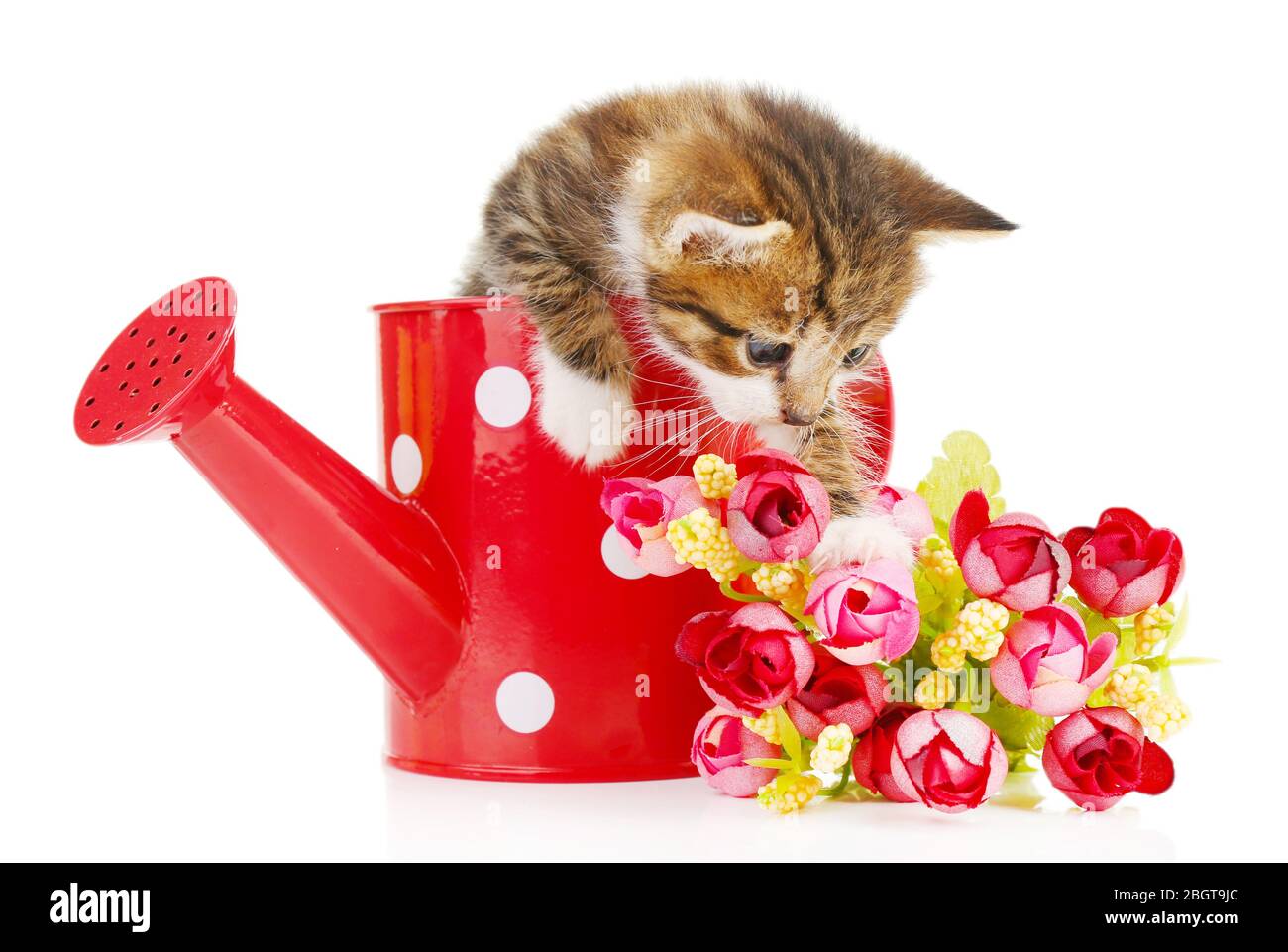 Cute little kitten in watering can isolated on white Stock Photo - Alamy